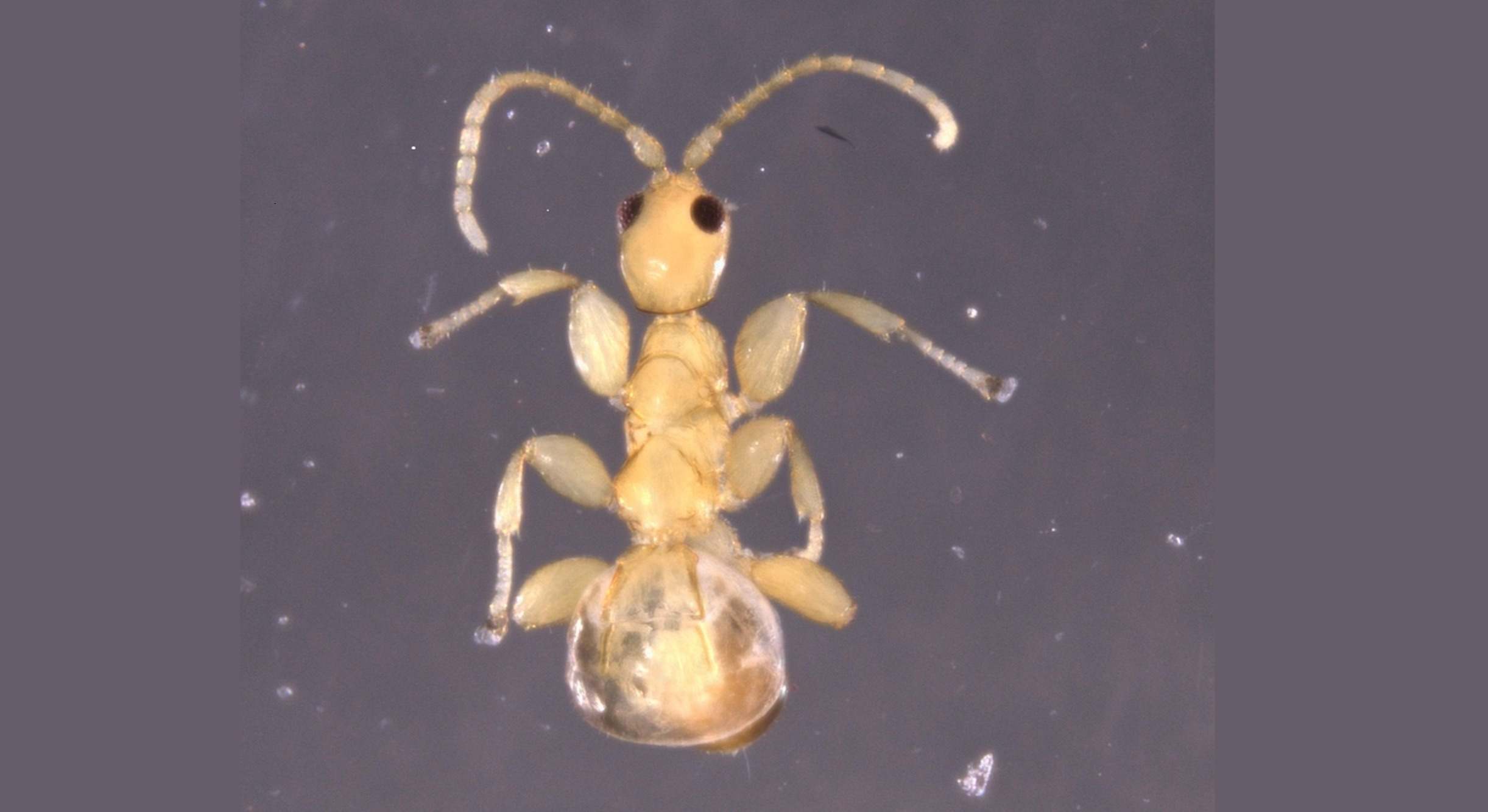Avisapa Masona Neon. / Foto: X - U.S. National Science Foundation