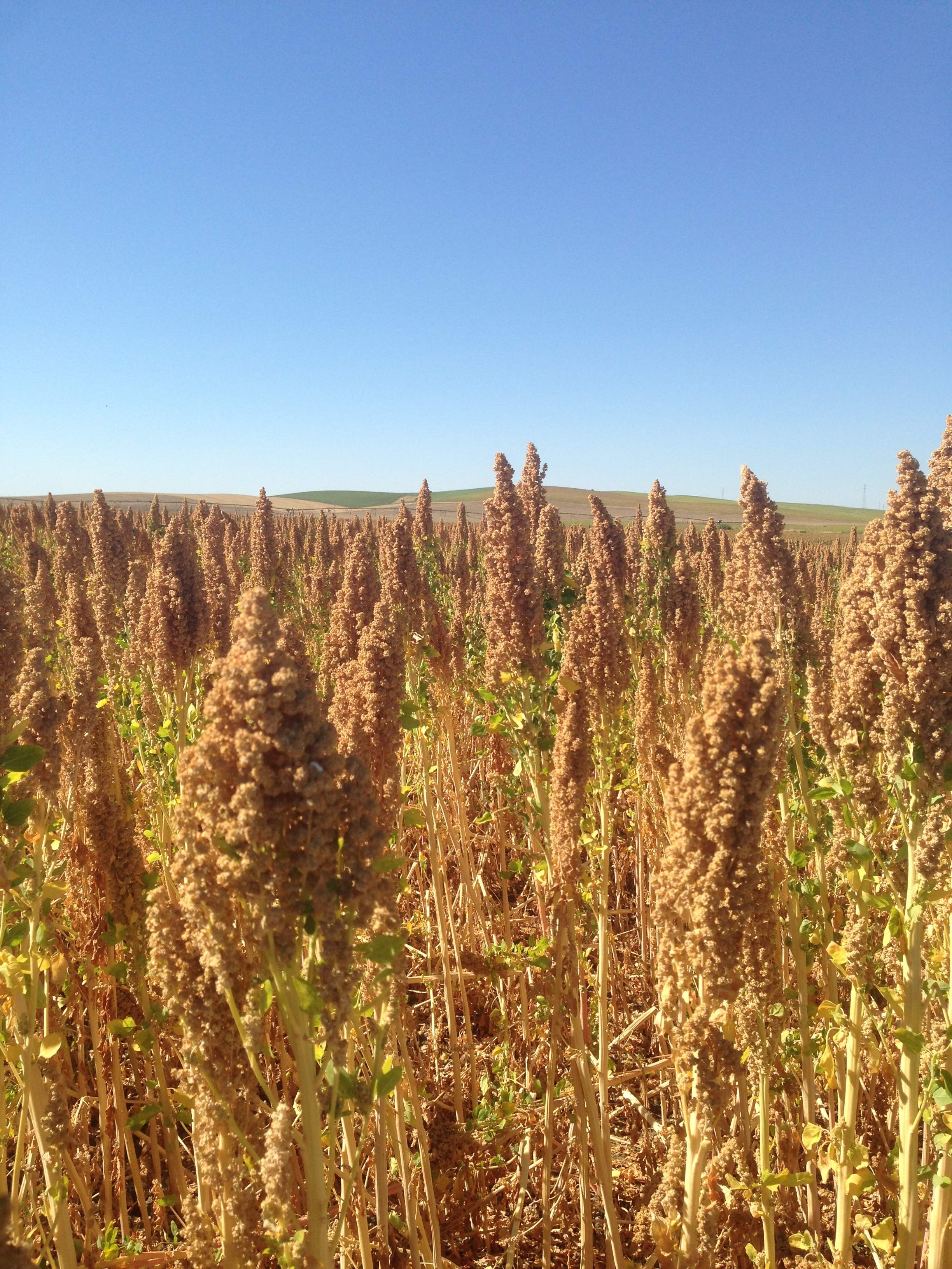 quinoa-03-1.jpg