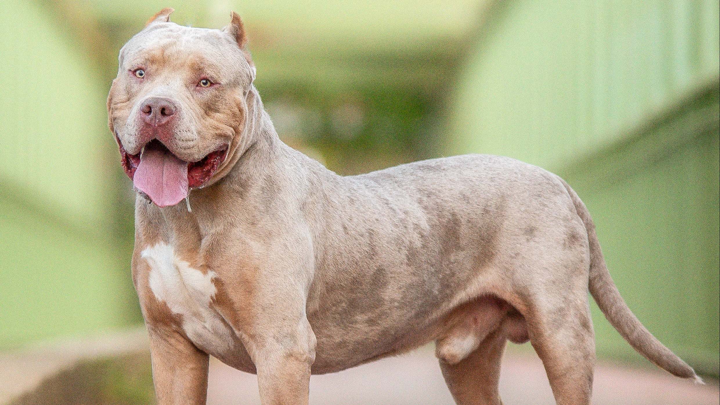 American Bully XL prohibido en Inglaterra y Gales