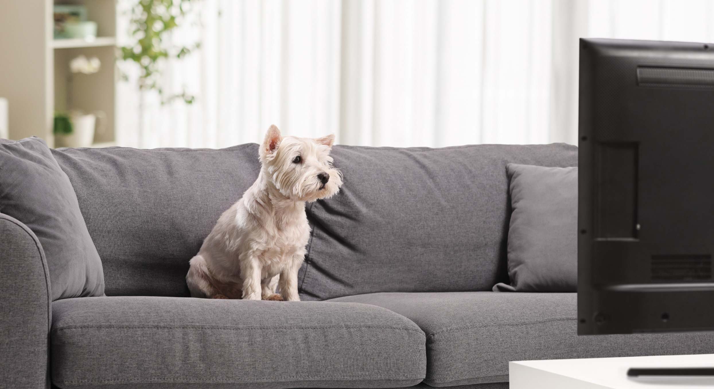 Un perro viendo la televisión. / Foto: iStock