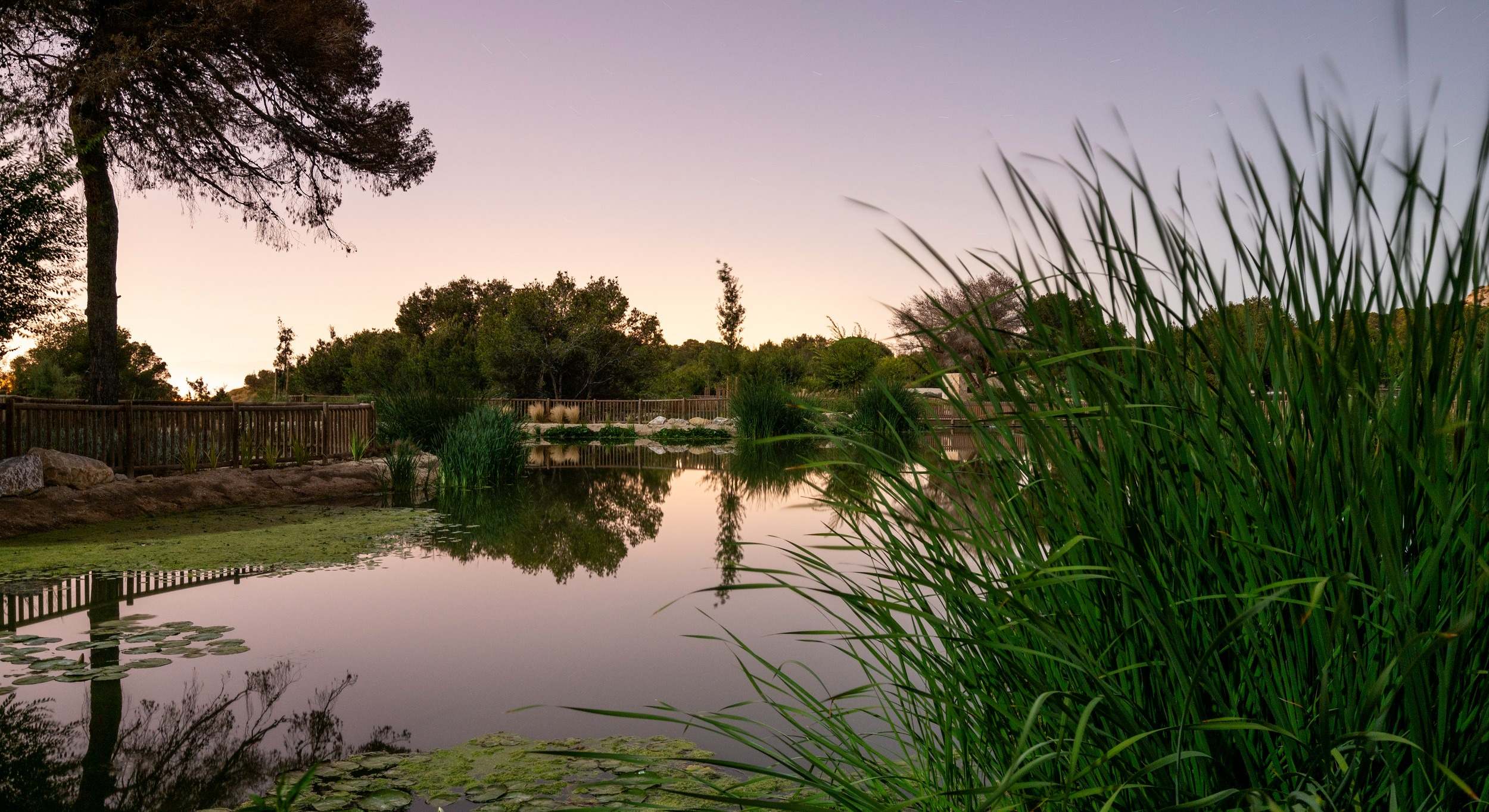El parque El Recorral, en Rojales (Alicante), se ha convertido en un humedal rico en biodiversidad.