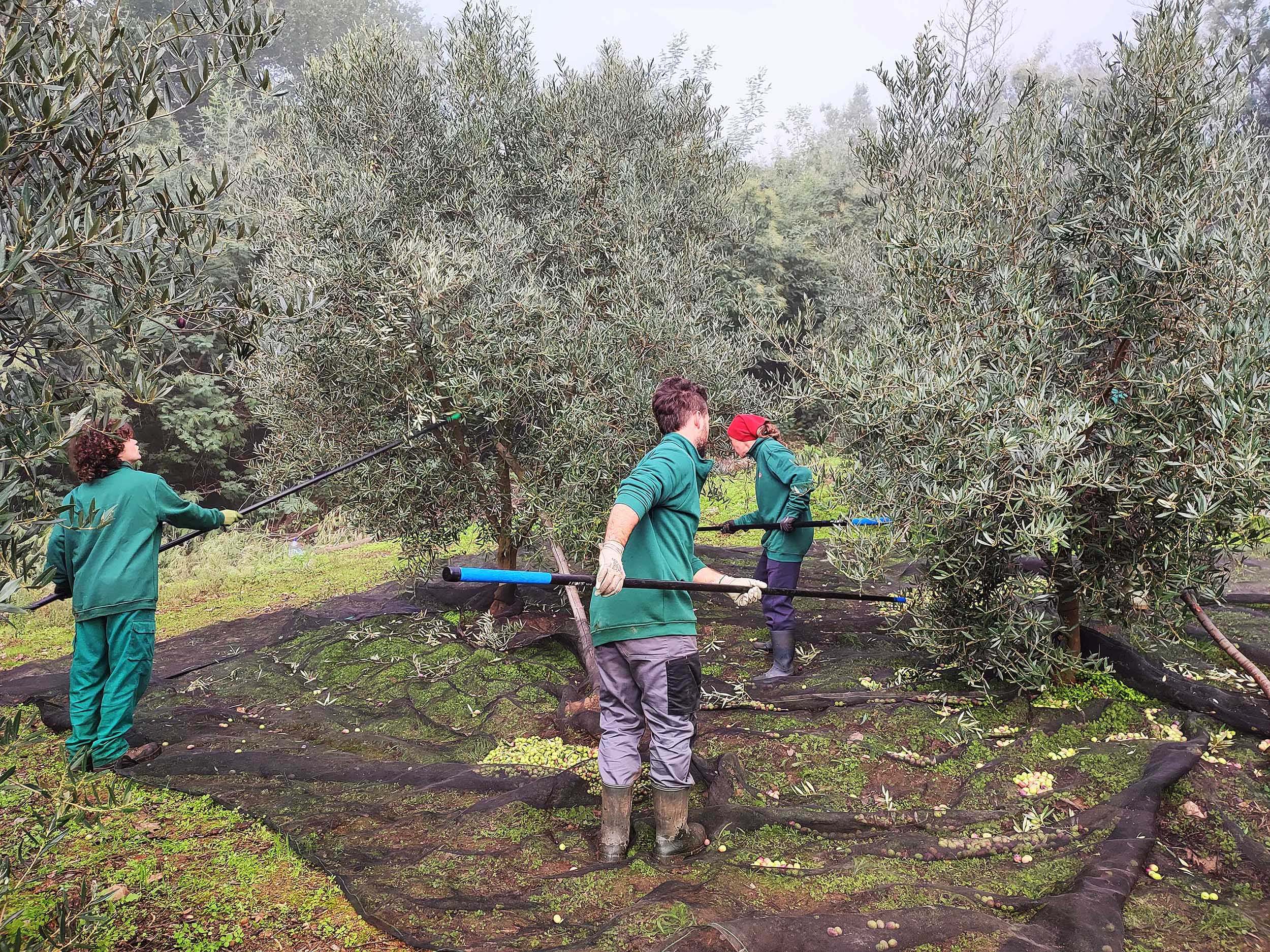 Jornaleros recogiendo aceituna para la empresa ourensana Aceites Abril.