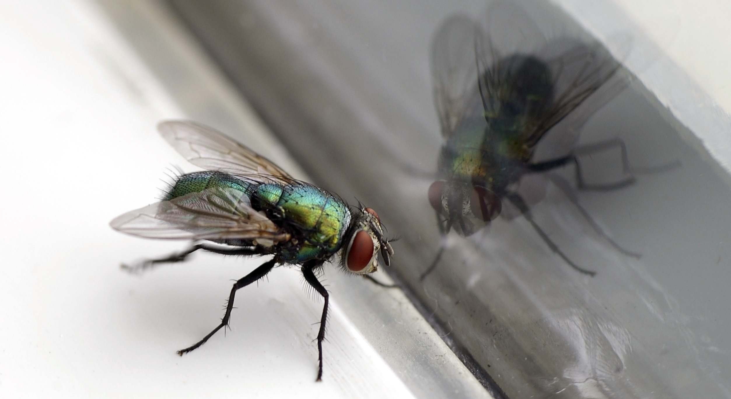 Mosca doméstica & vidrio reflejo en primer plano