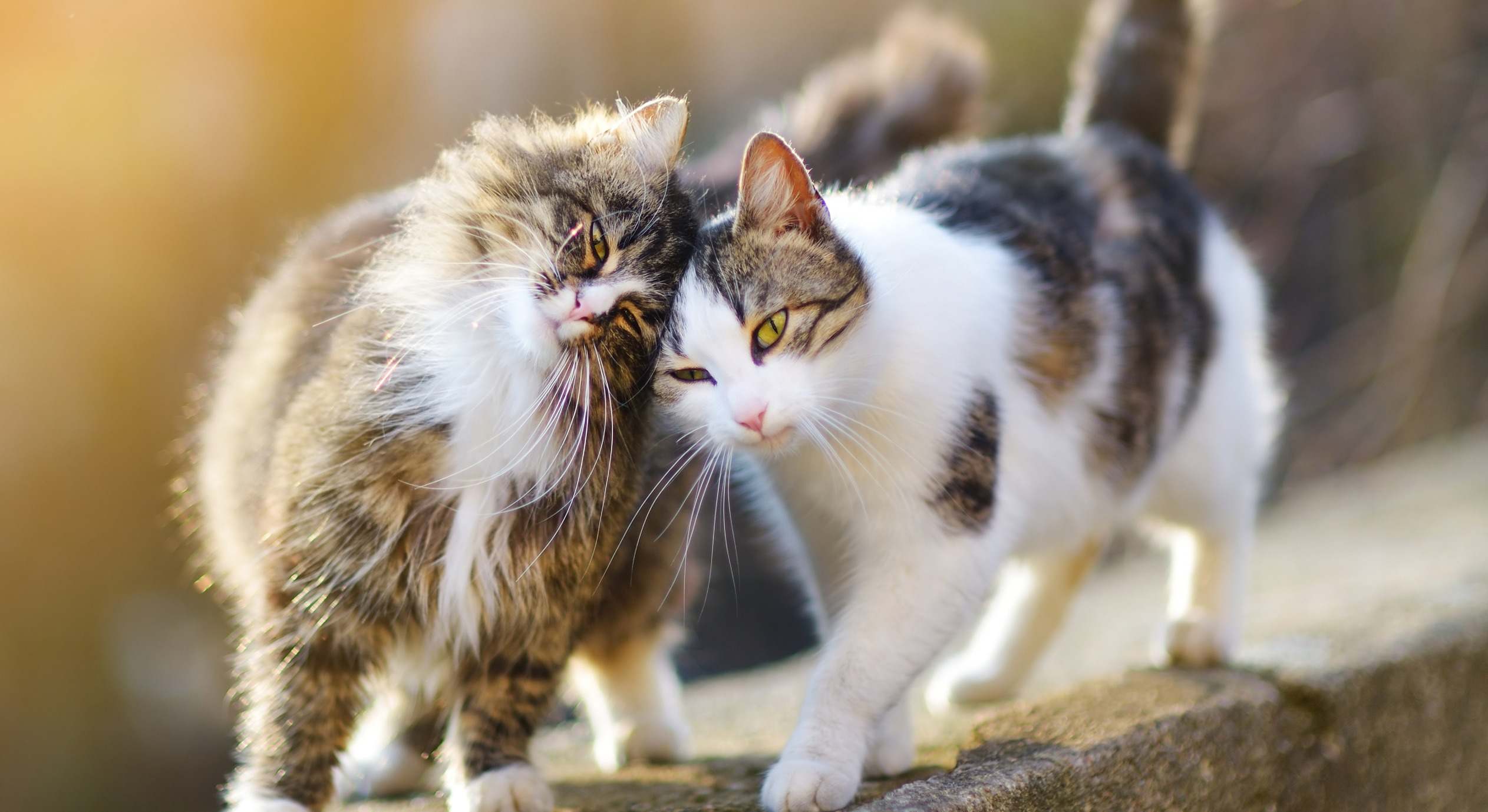 Dos gatos interactuando. / Foto: iStock