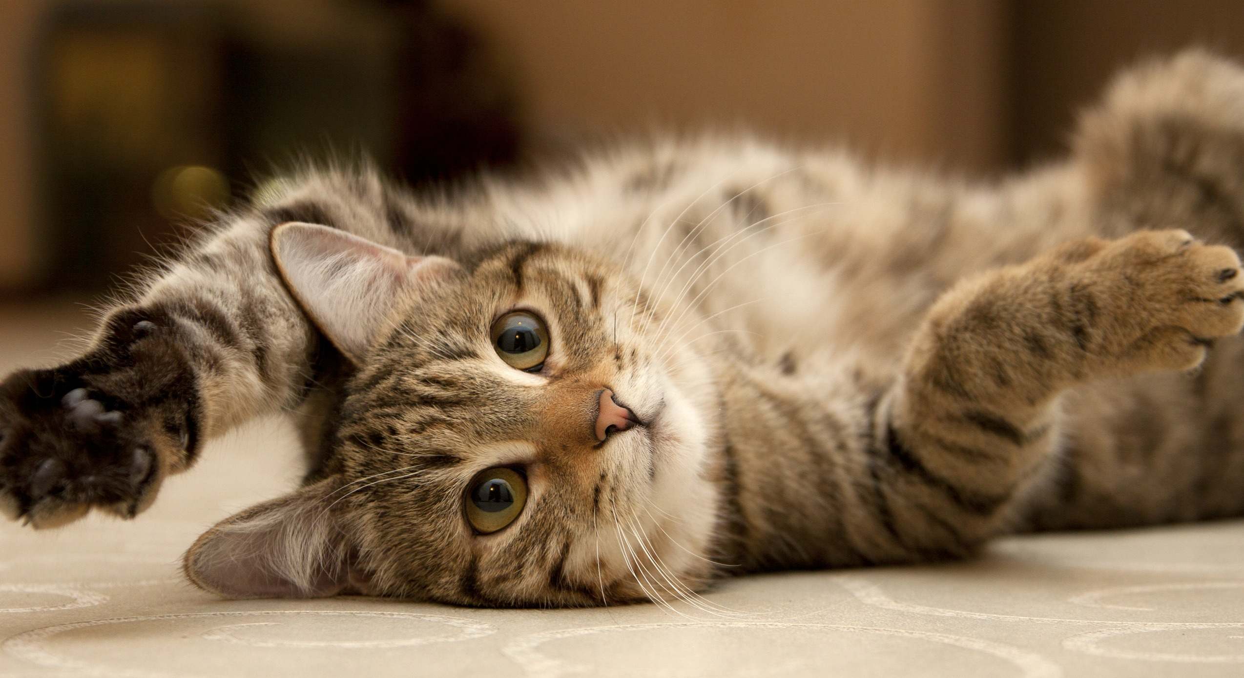 Gato tumbado. / Foto: Dreamstime