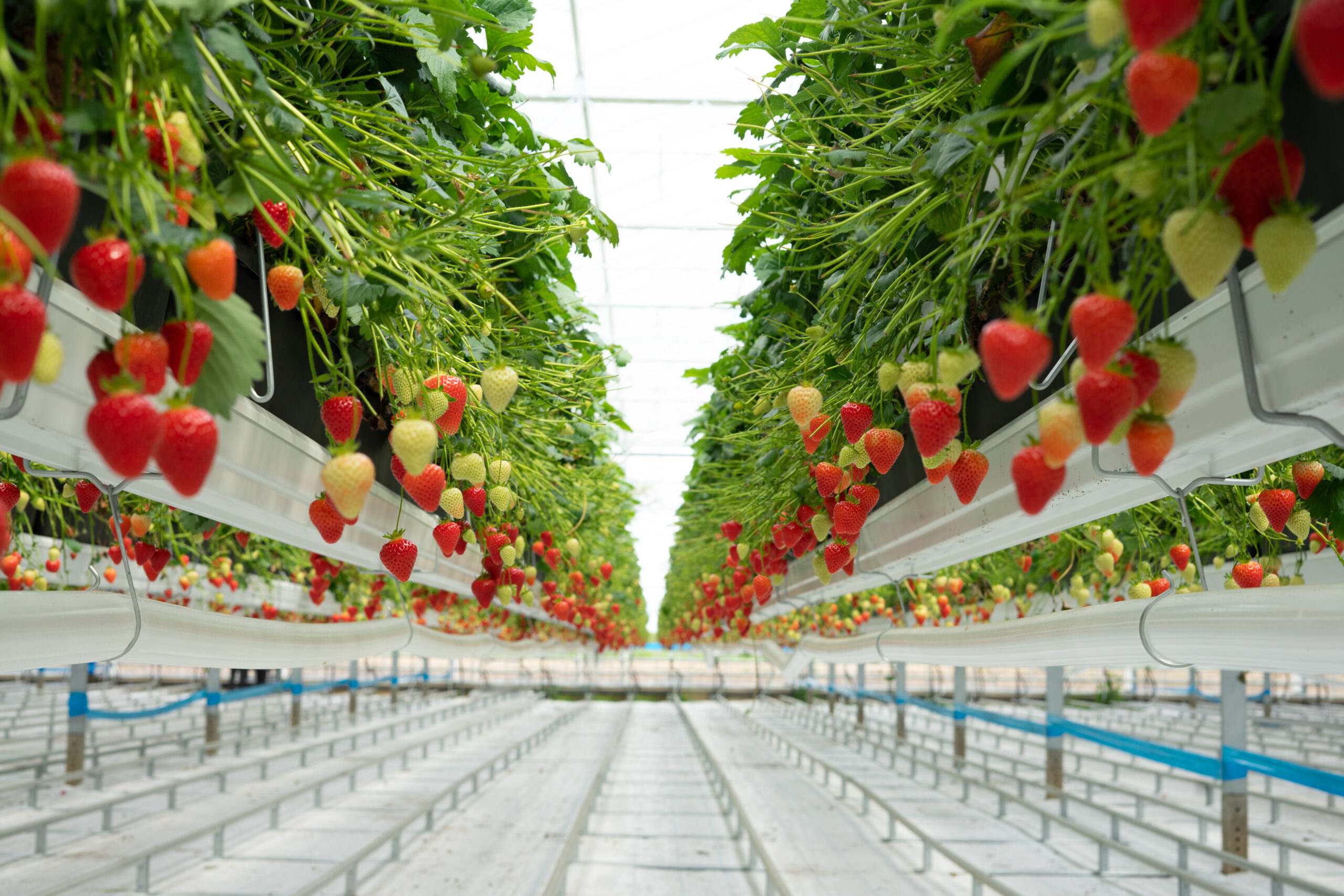 Fresas cultivadas por Ametller Origen. EE