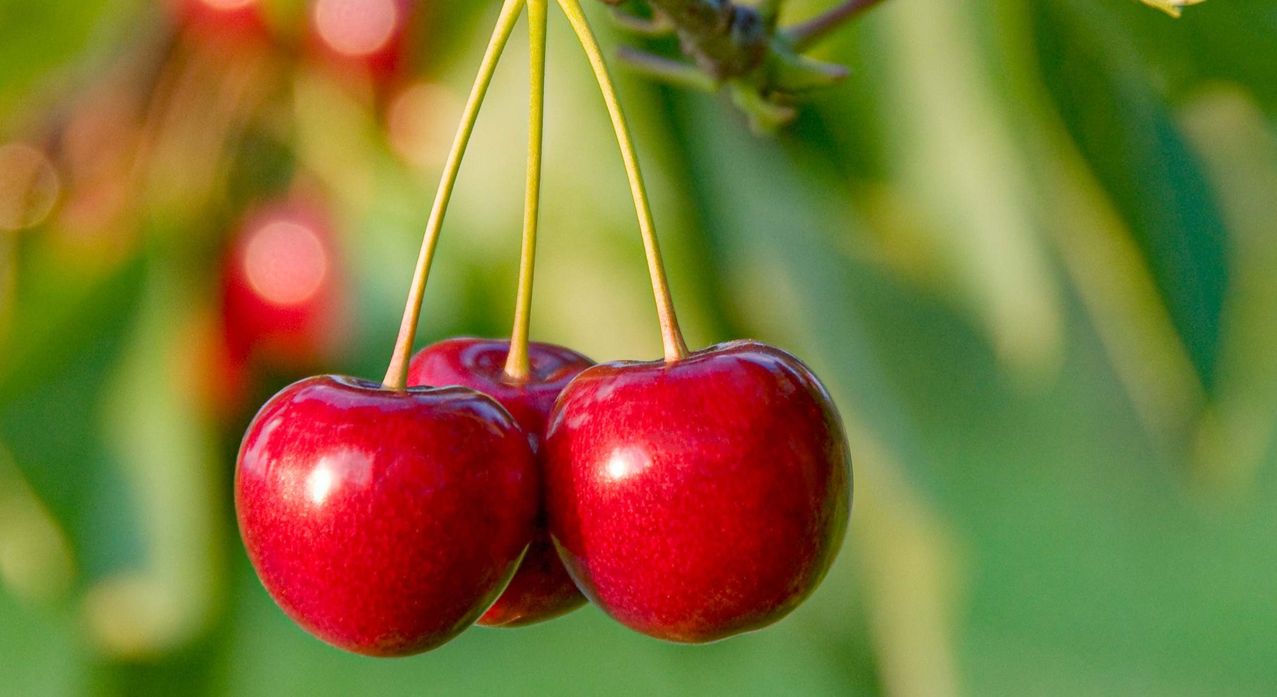 Cerezas en el árbol