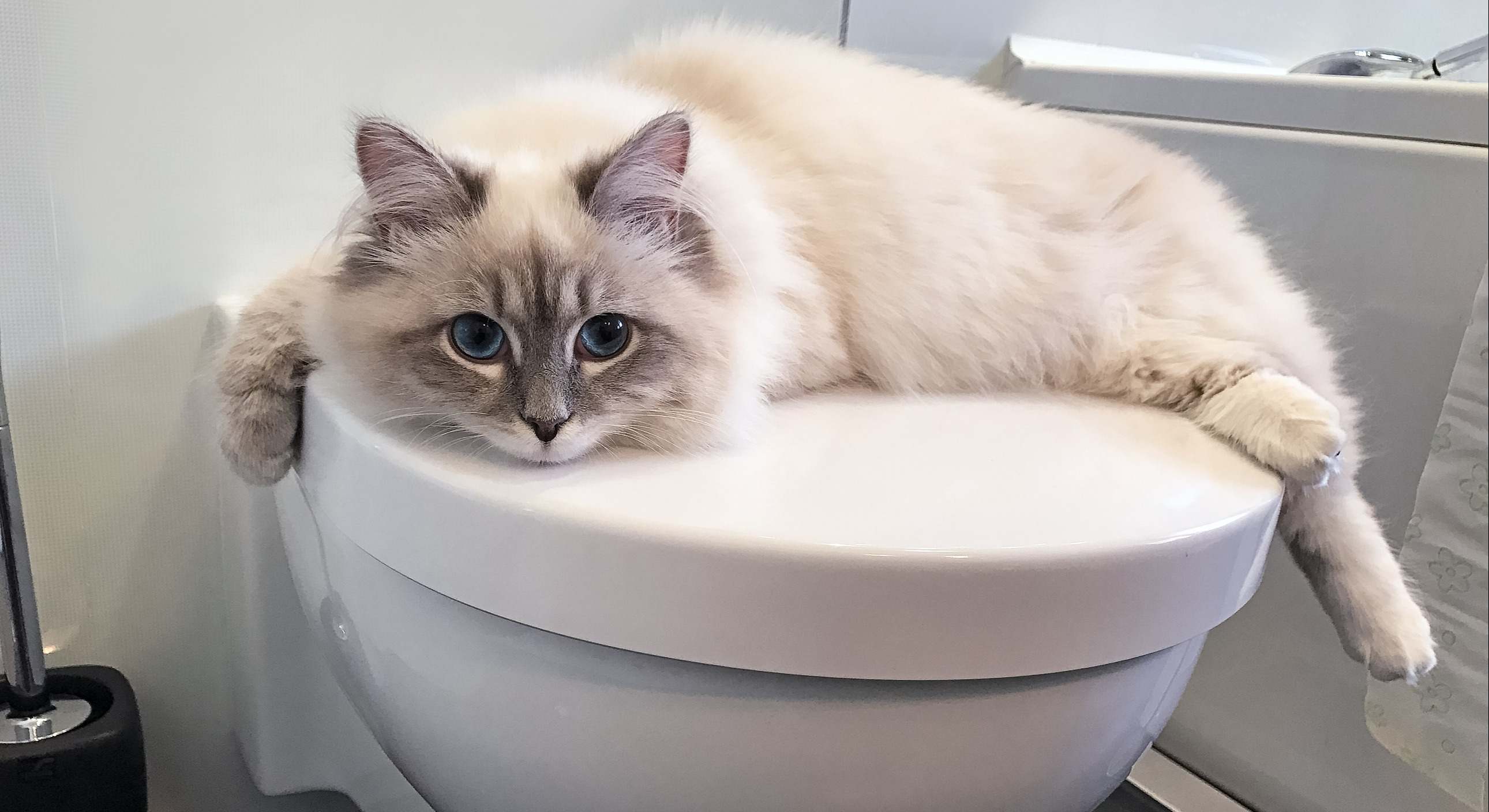 Un gato tumbado en el retrete de un baño. / Foto: Dreamstime