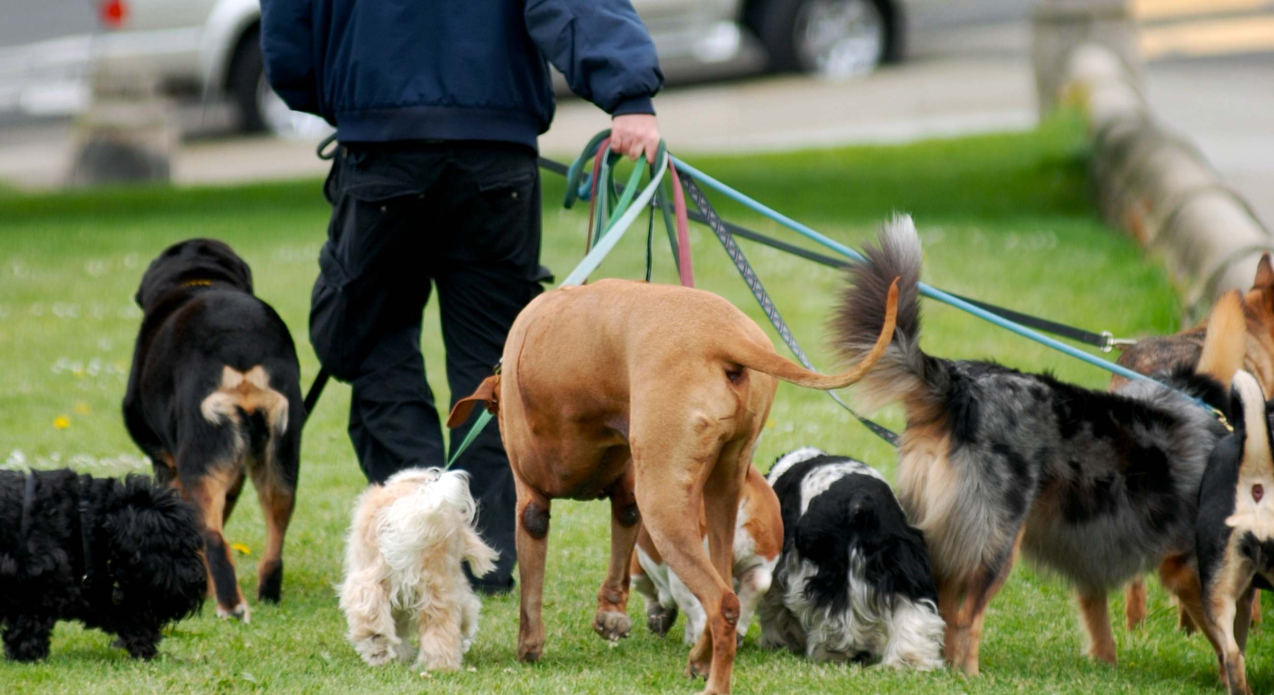 Un hombre pasea varios perros. 
