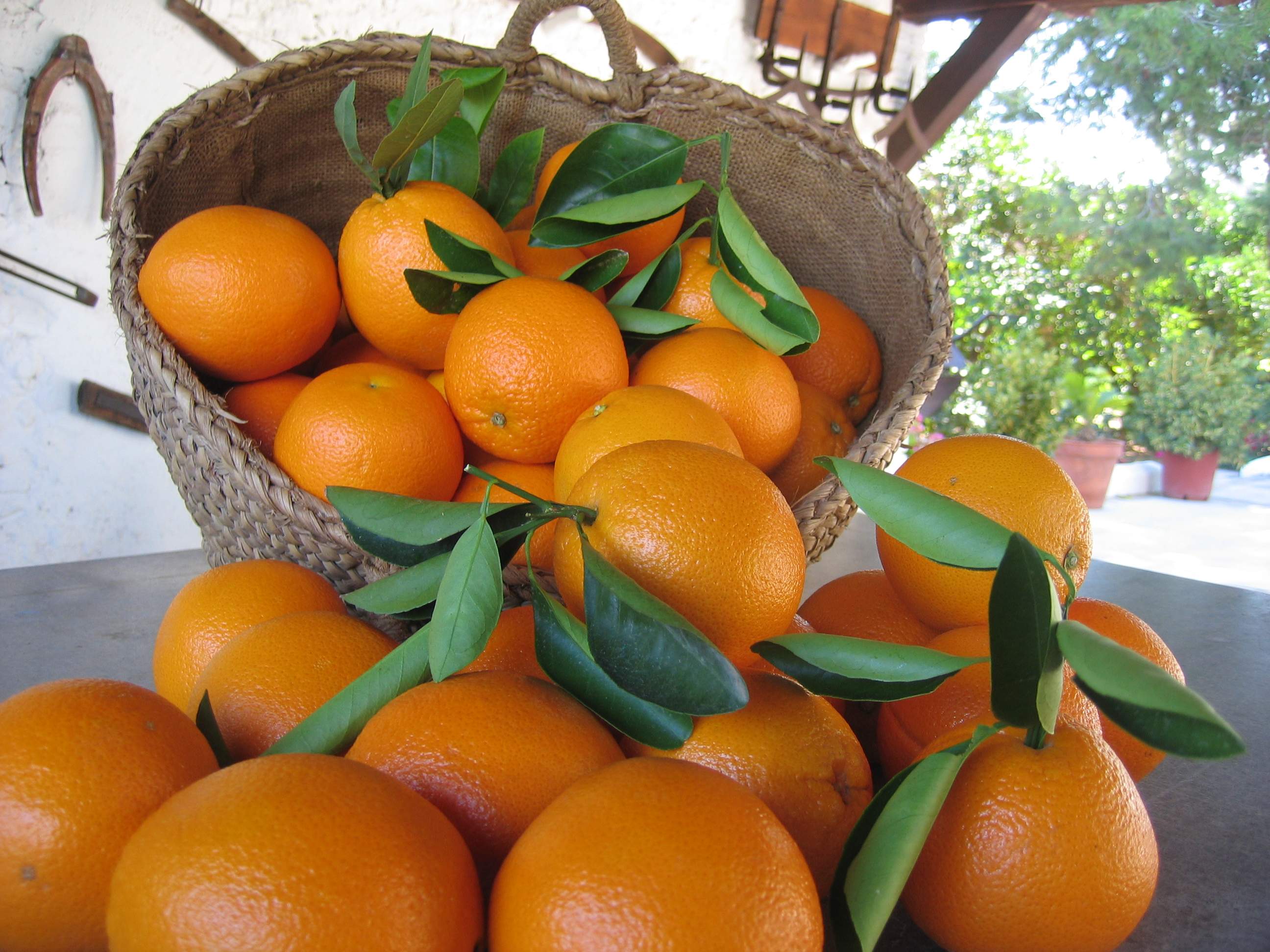 naranjas-2.jpg