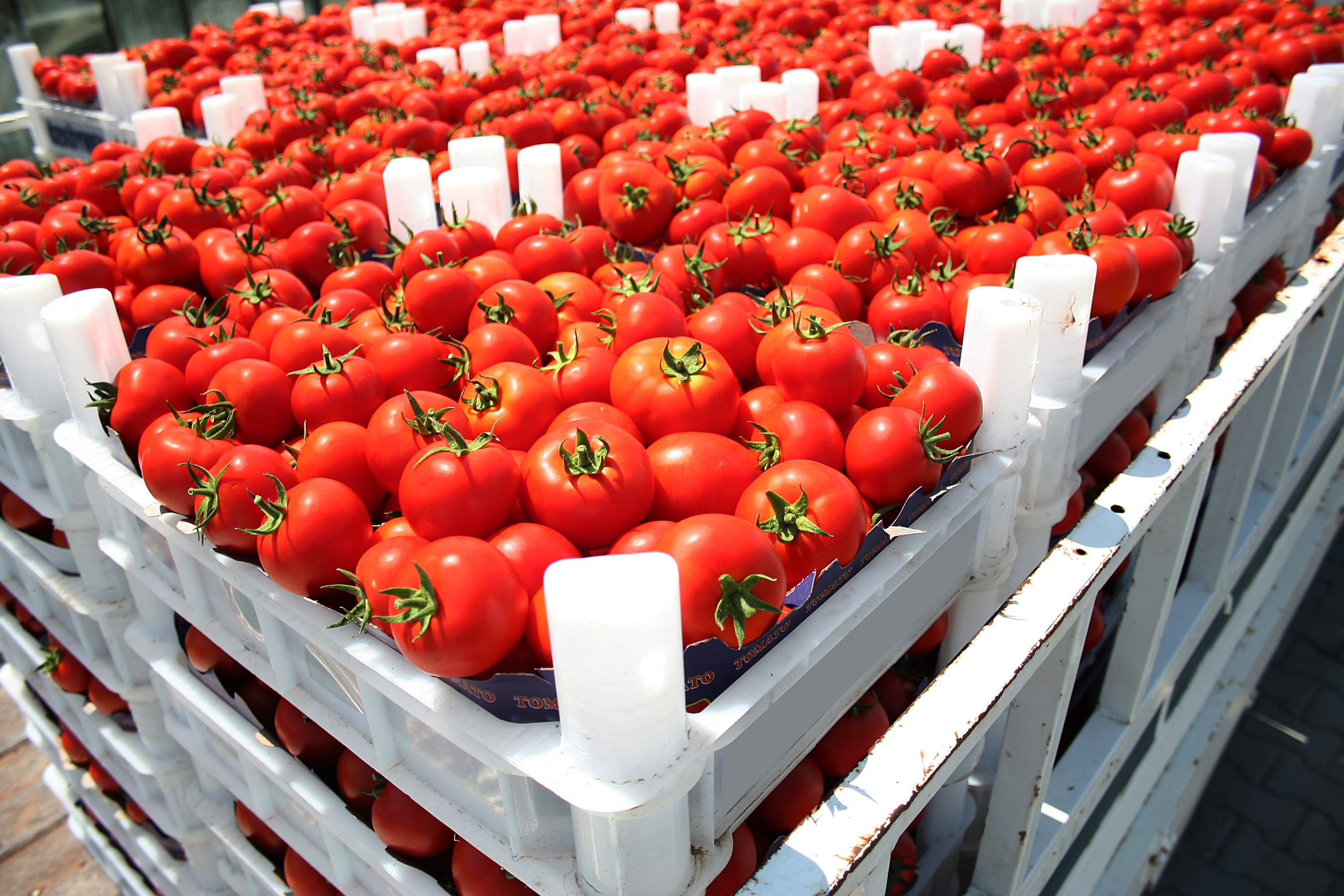 tomates.jpg