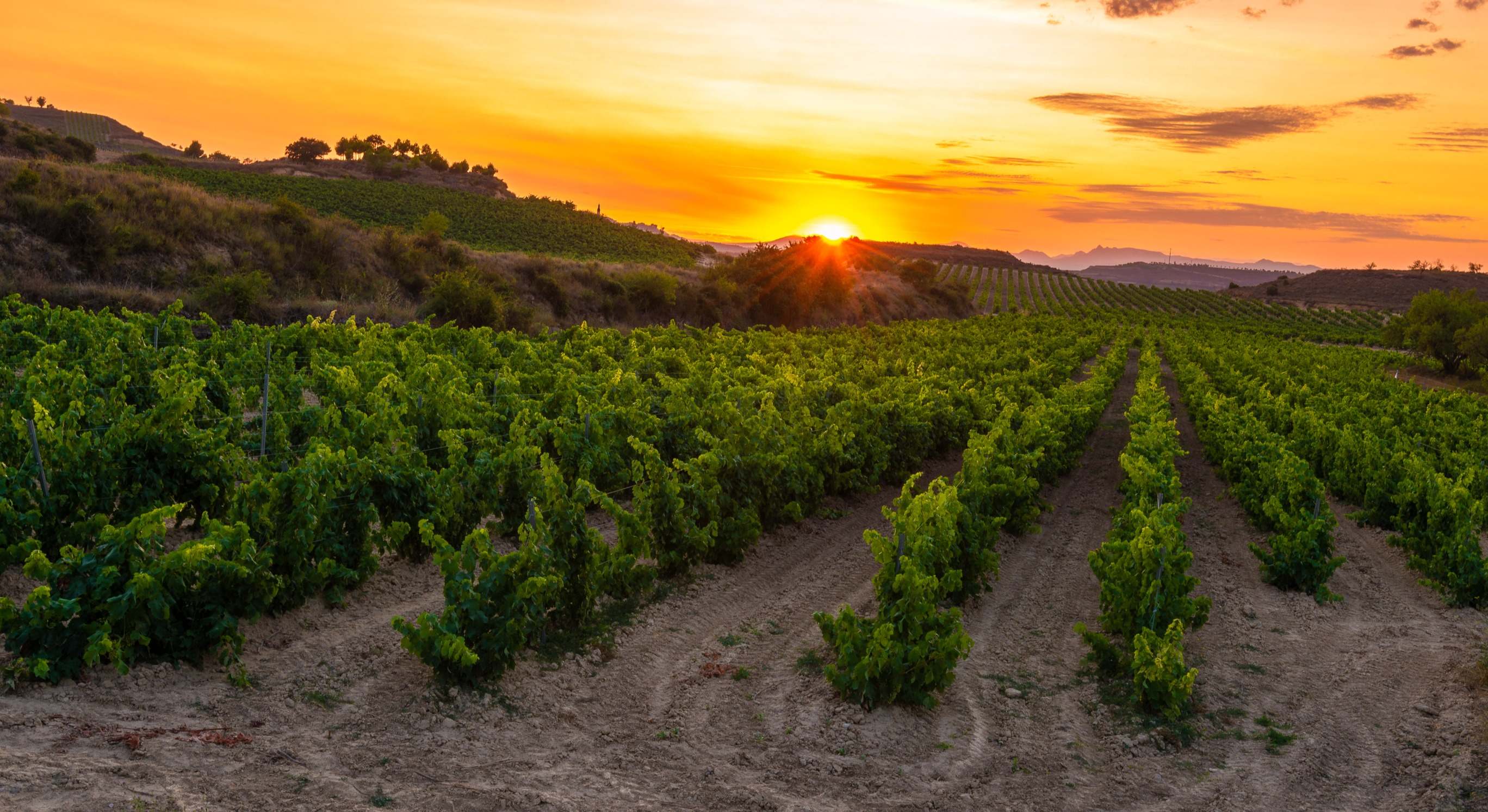 Viñedo en la Rioja (Dreamstime)