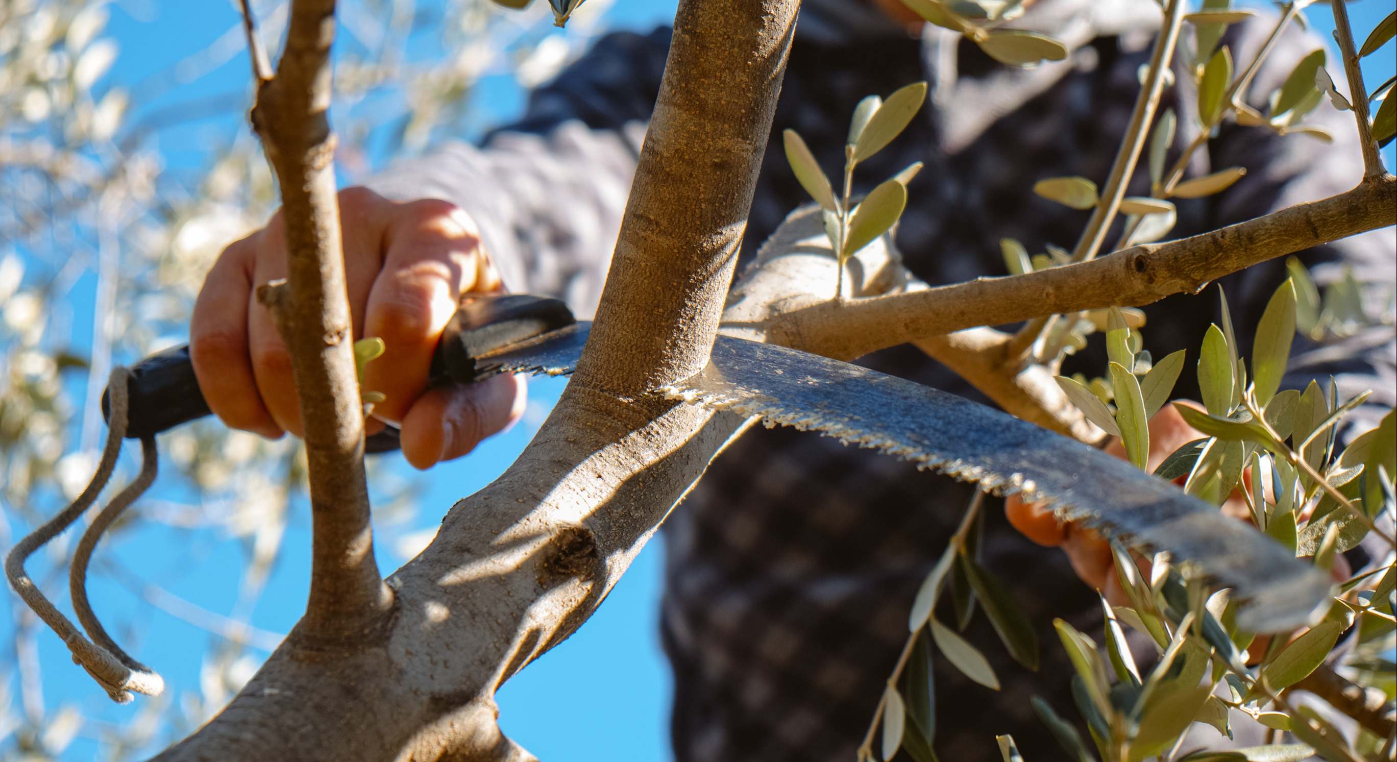 Imagen de archivo de una persona cortando una rama de un árbol.