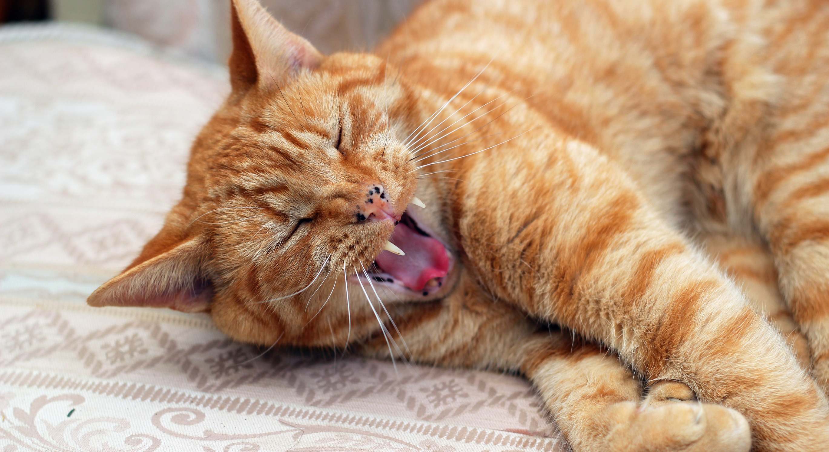 Un gato naranja bostezando. / Foto: Dreamstime