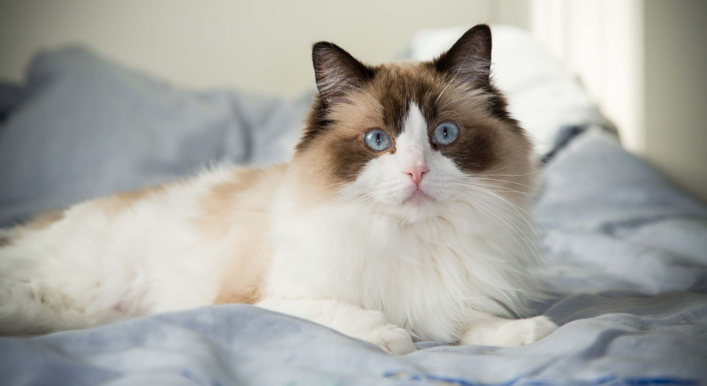 Gato de la raza Ragdoll. / Foto: Dreamstime