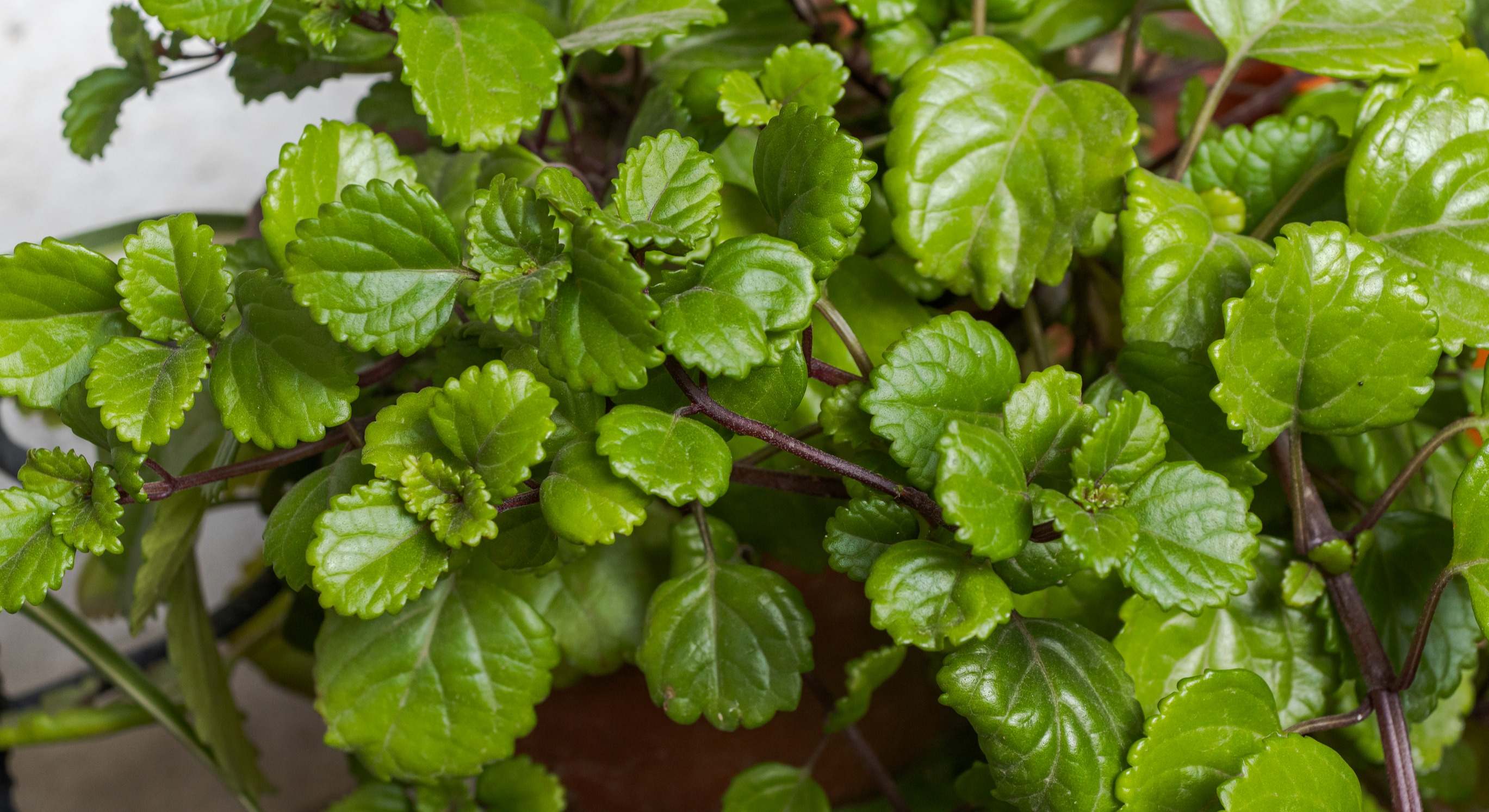 Detalle de las hojas de la planta del dinero. / Foto: Dreamstime