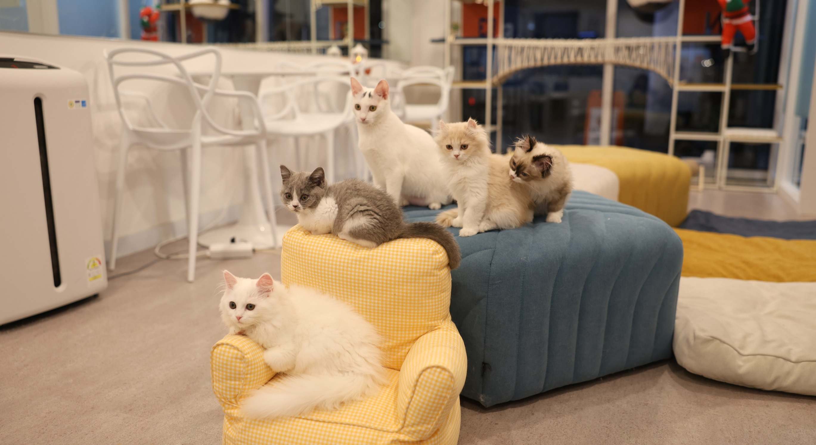 Cinco gatos alojados en una cafetería gatuna. / Foto: Dreamstime