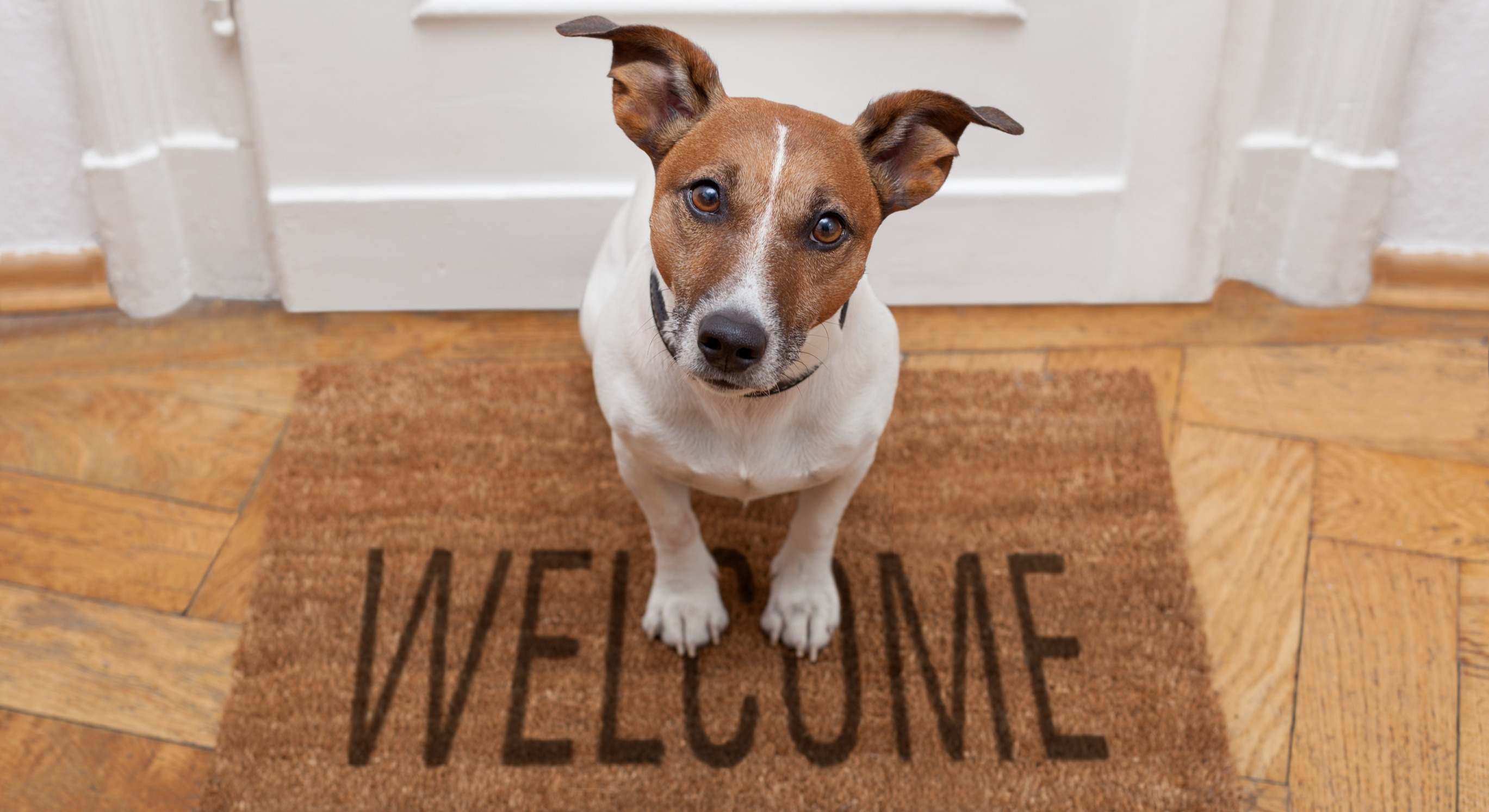 Perro en la puerta de su casa. / Foto: Dreamstime