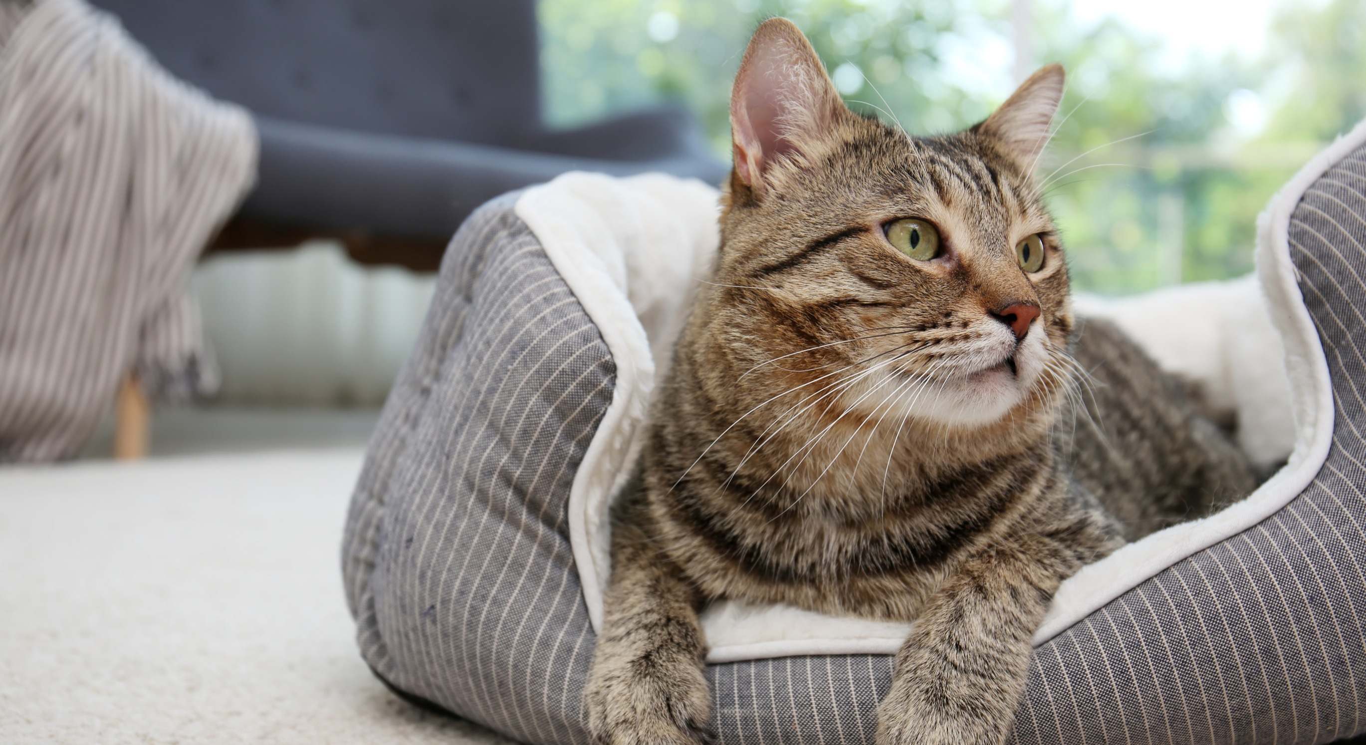 Imagen de un gato en una vivienda.