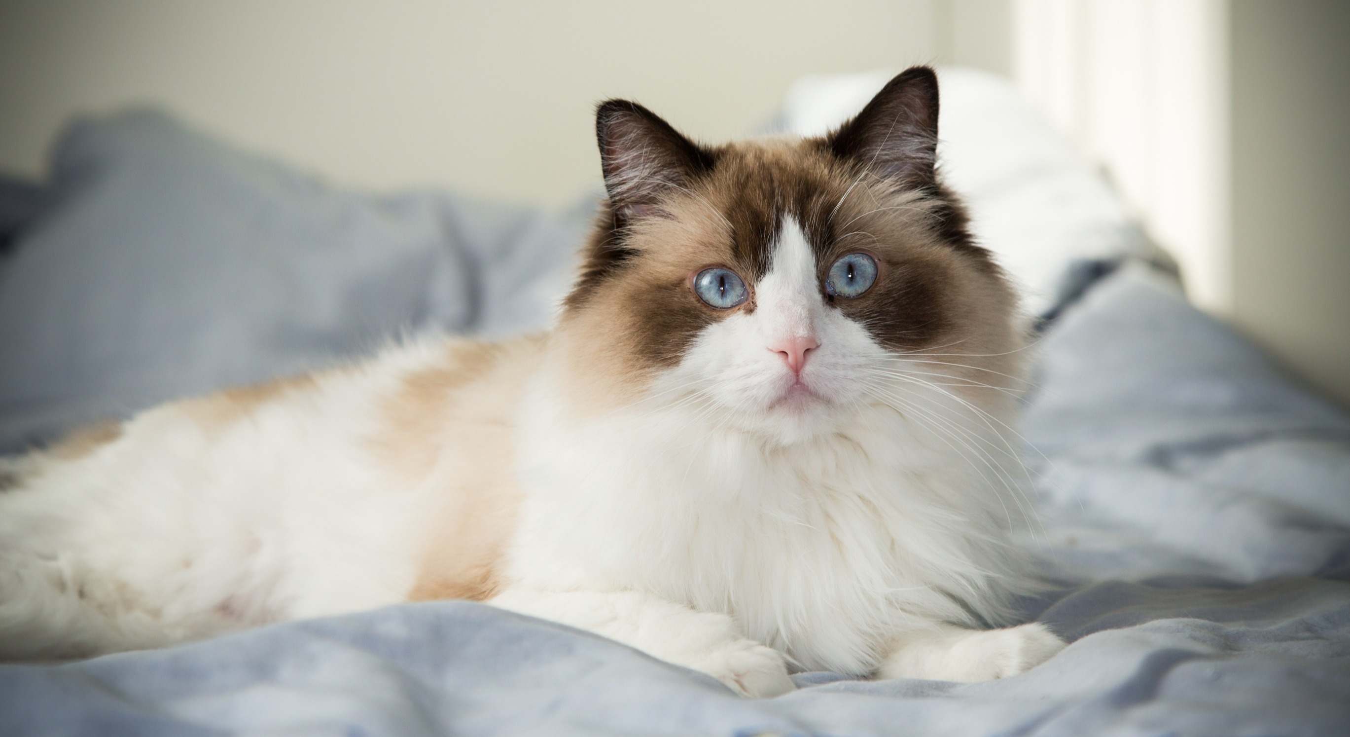 Imagen de un gato de la raza Ragdoll. / Foto: Dreamstime