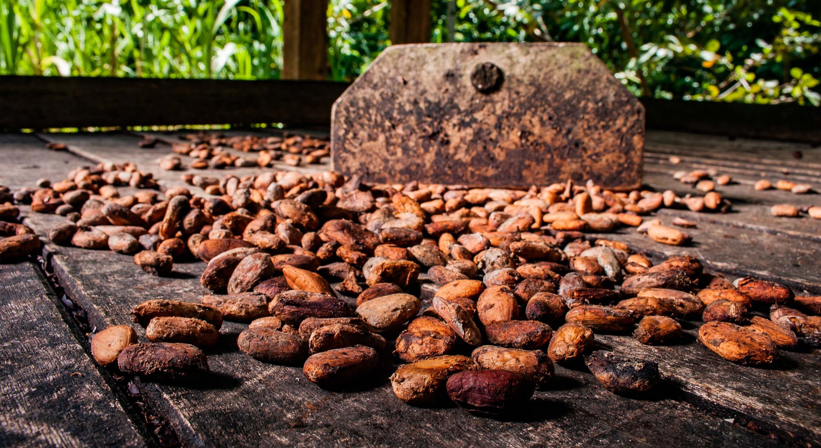 Granos de cacao