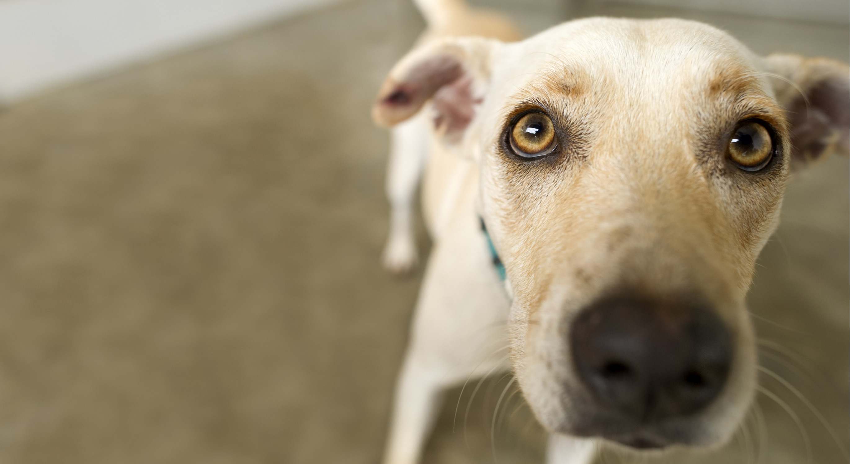 Imagen de un perro que mira a cámara.