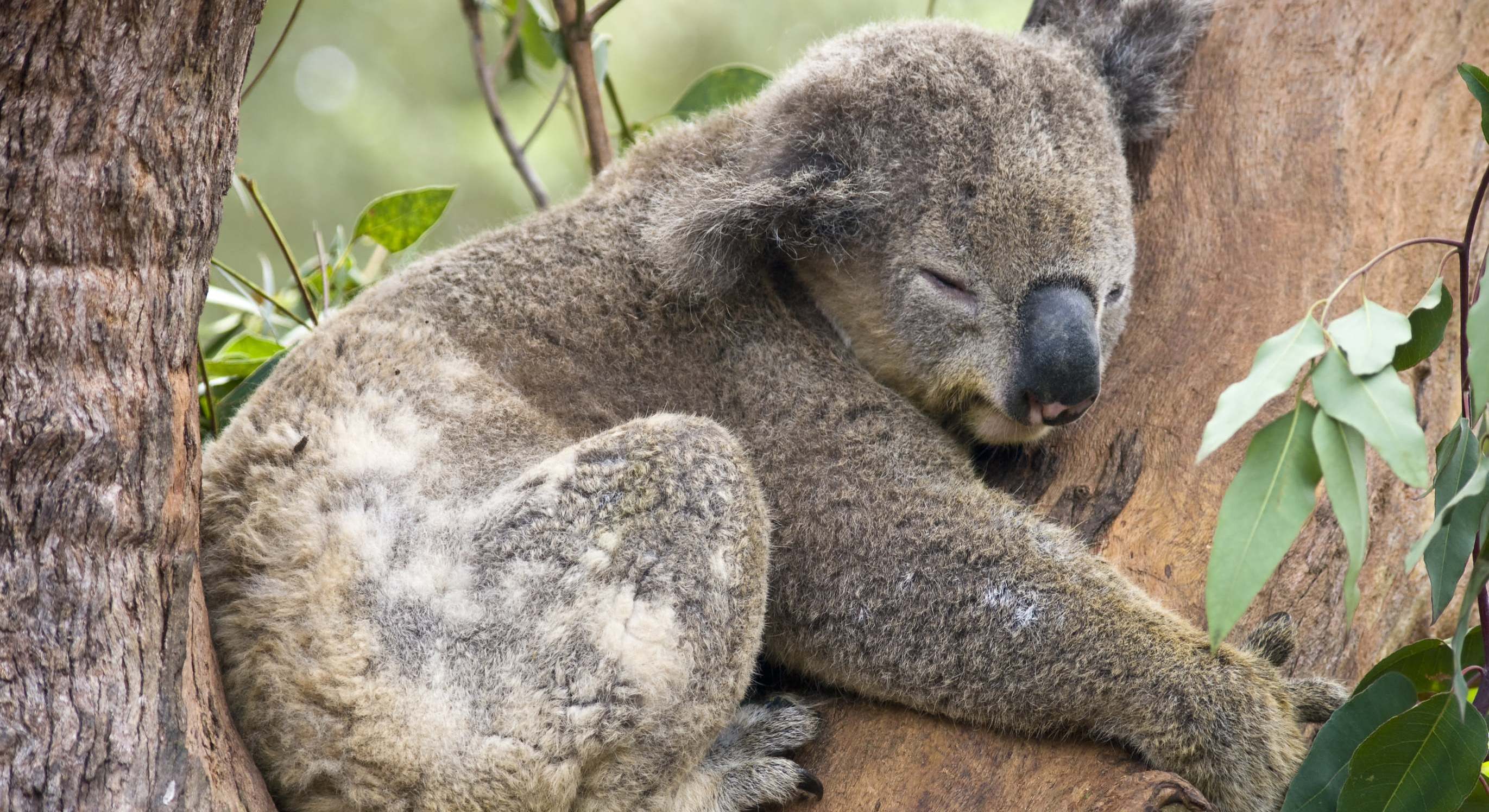 Koala en una reserva de naturaleza cerca de Sydney, Australia
