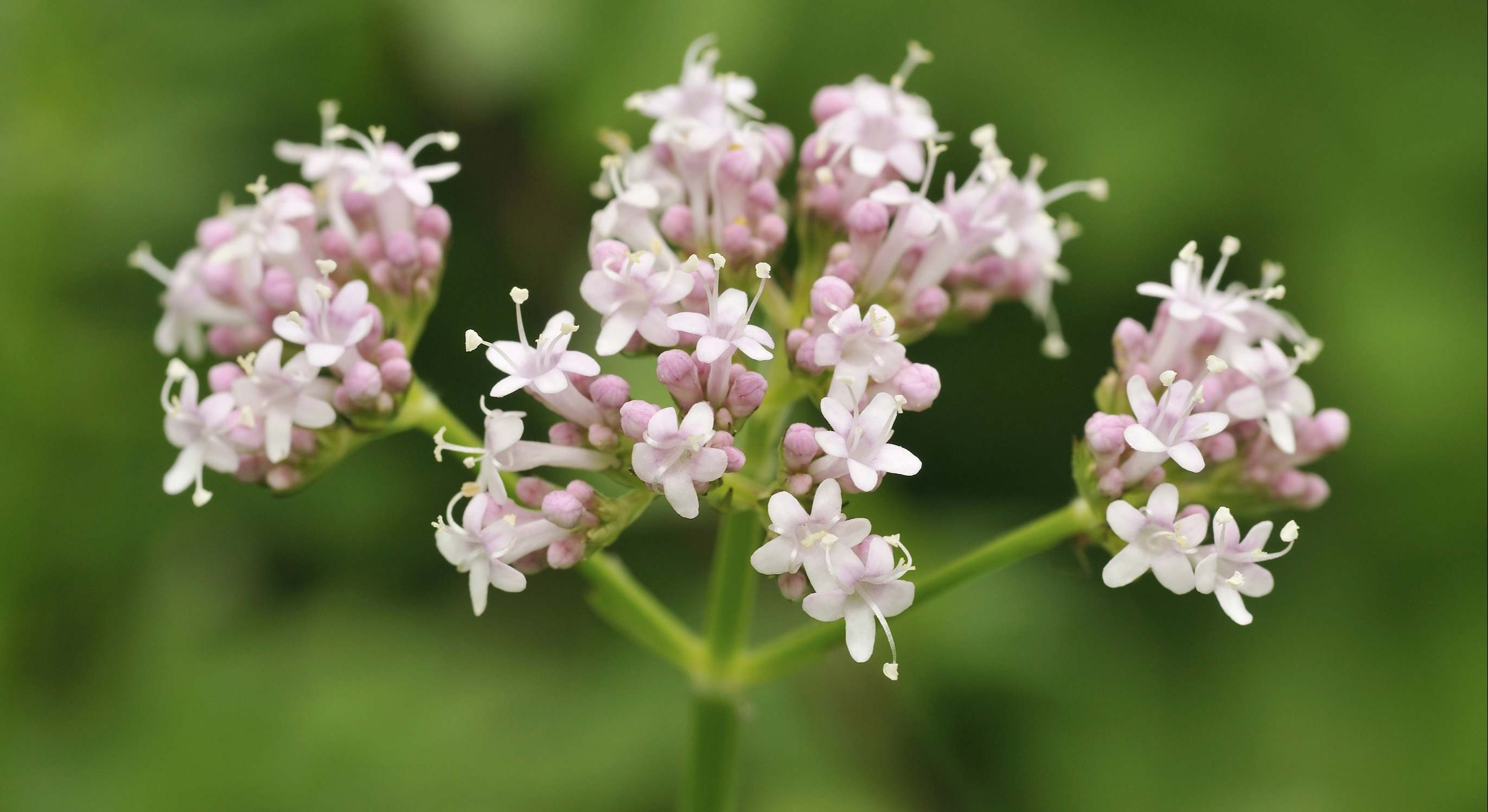 Valeriana