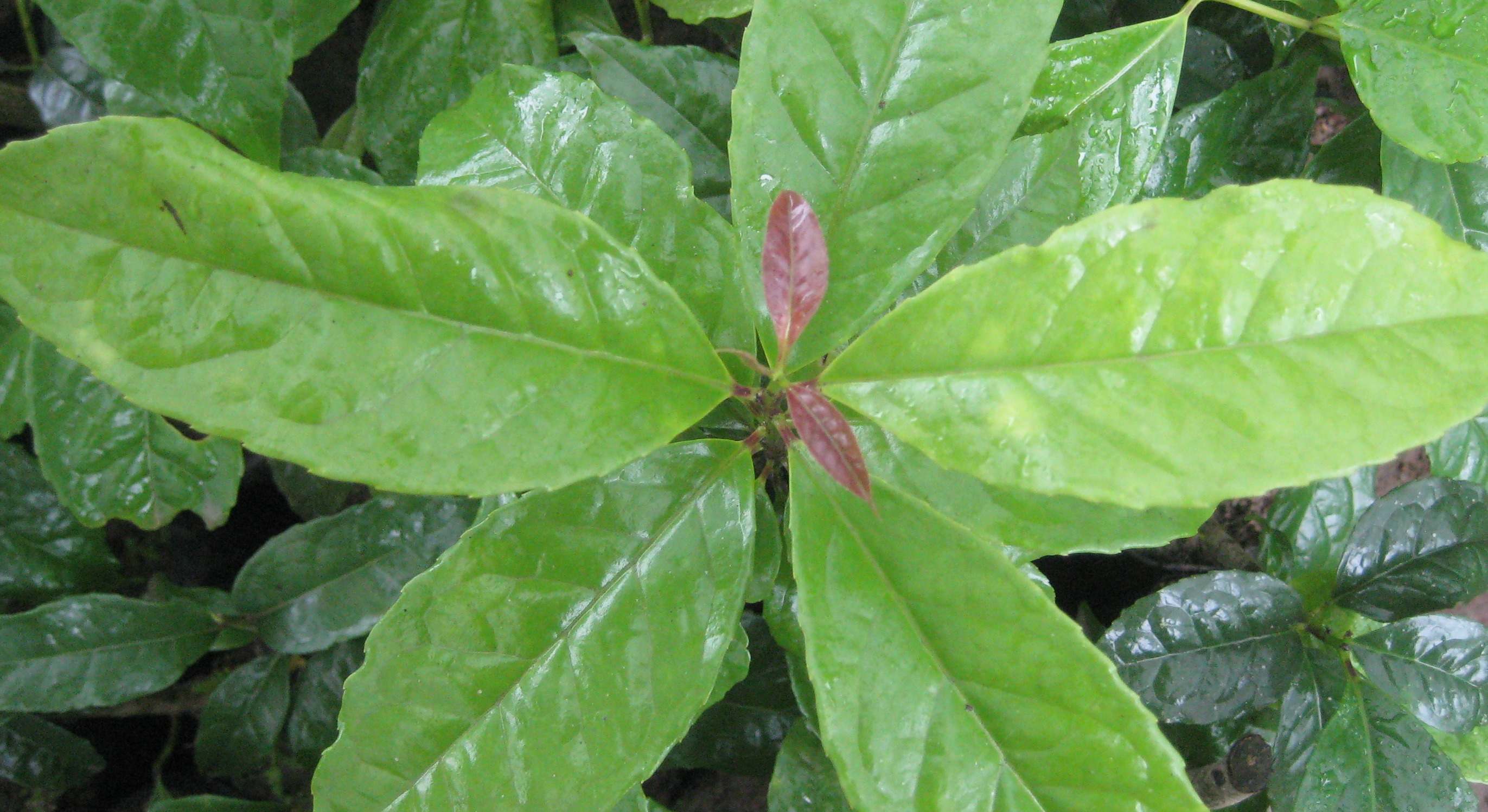 Planta de guayusa
