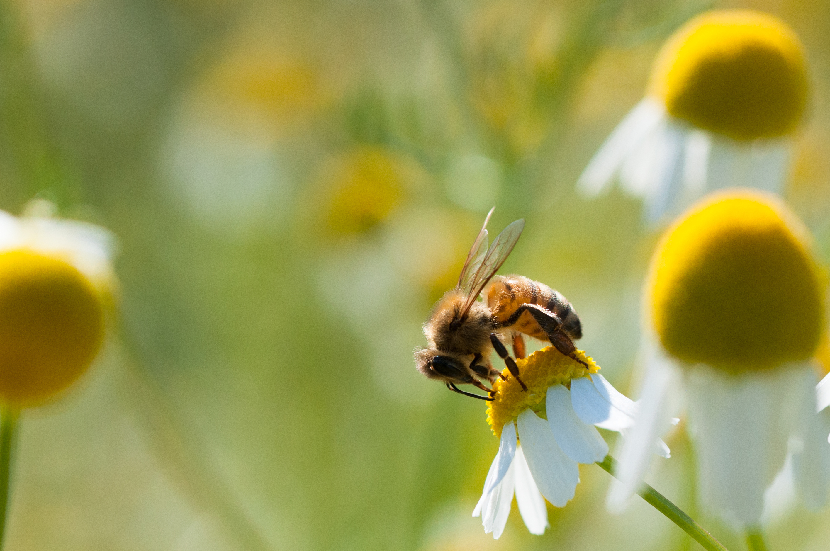Biodiversidad-abeja-istock-1200.jpg