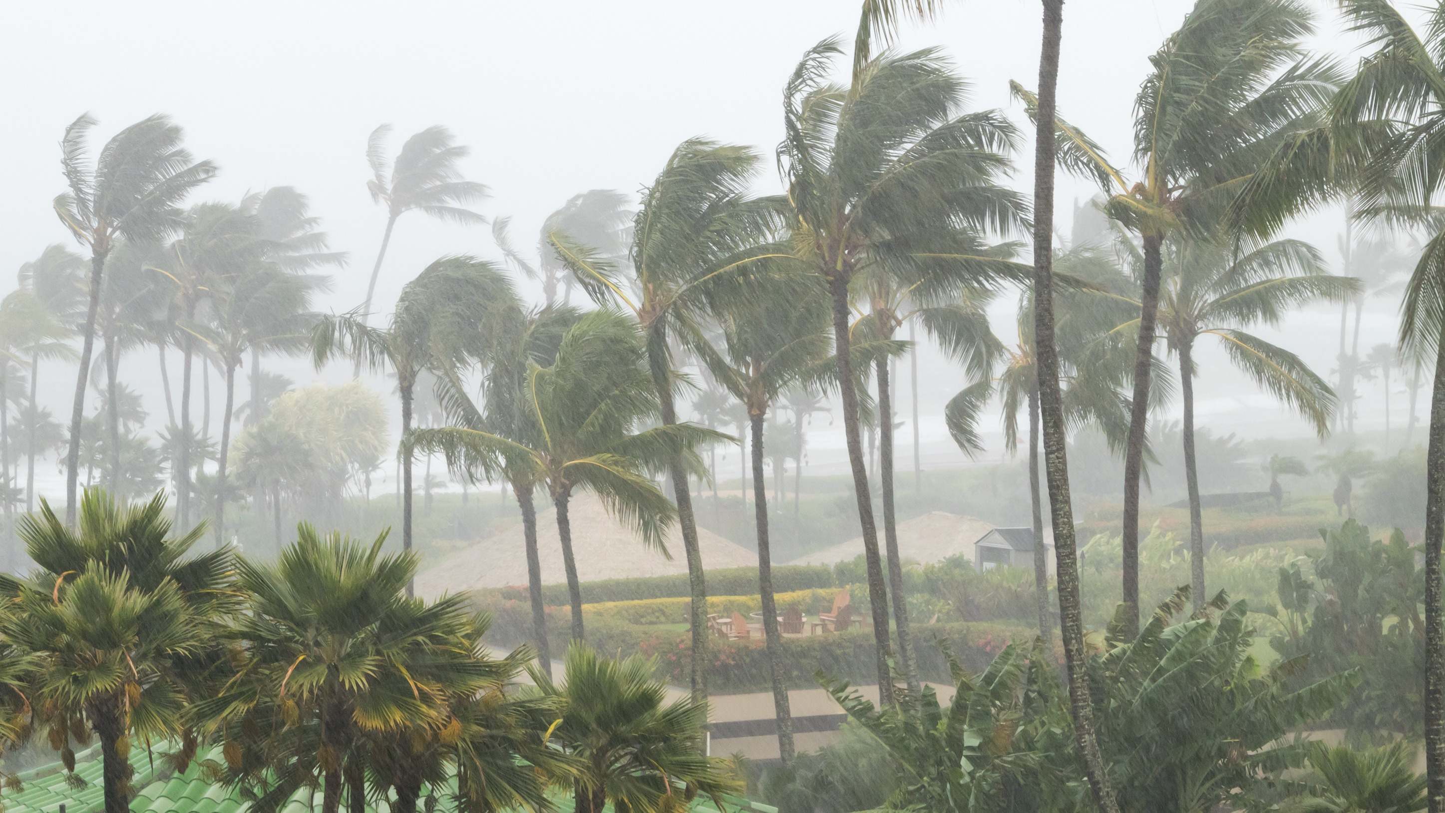 Soplando en el viento y la lluvia como un huracán acerca a una isla tropical de palmeras