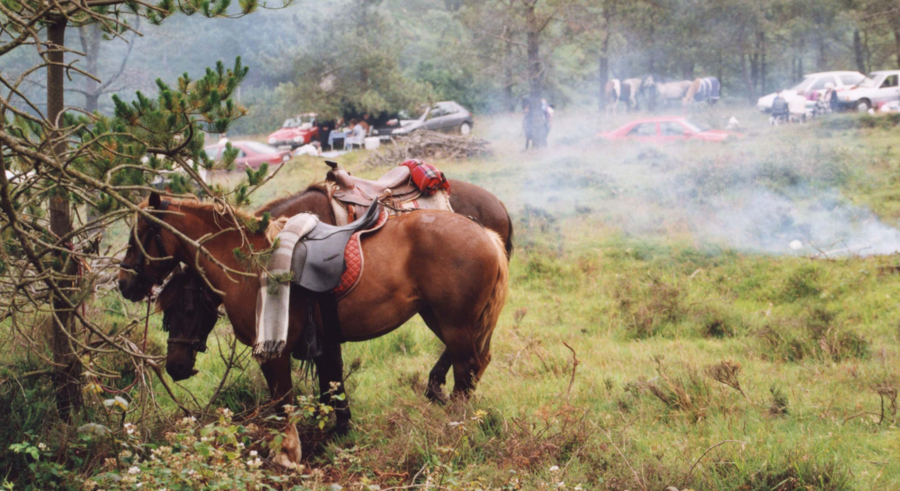 Caballos atados a los árboles, Rapa das Bestas