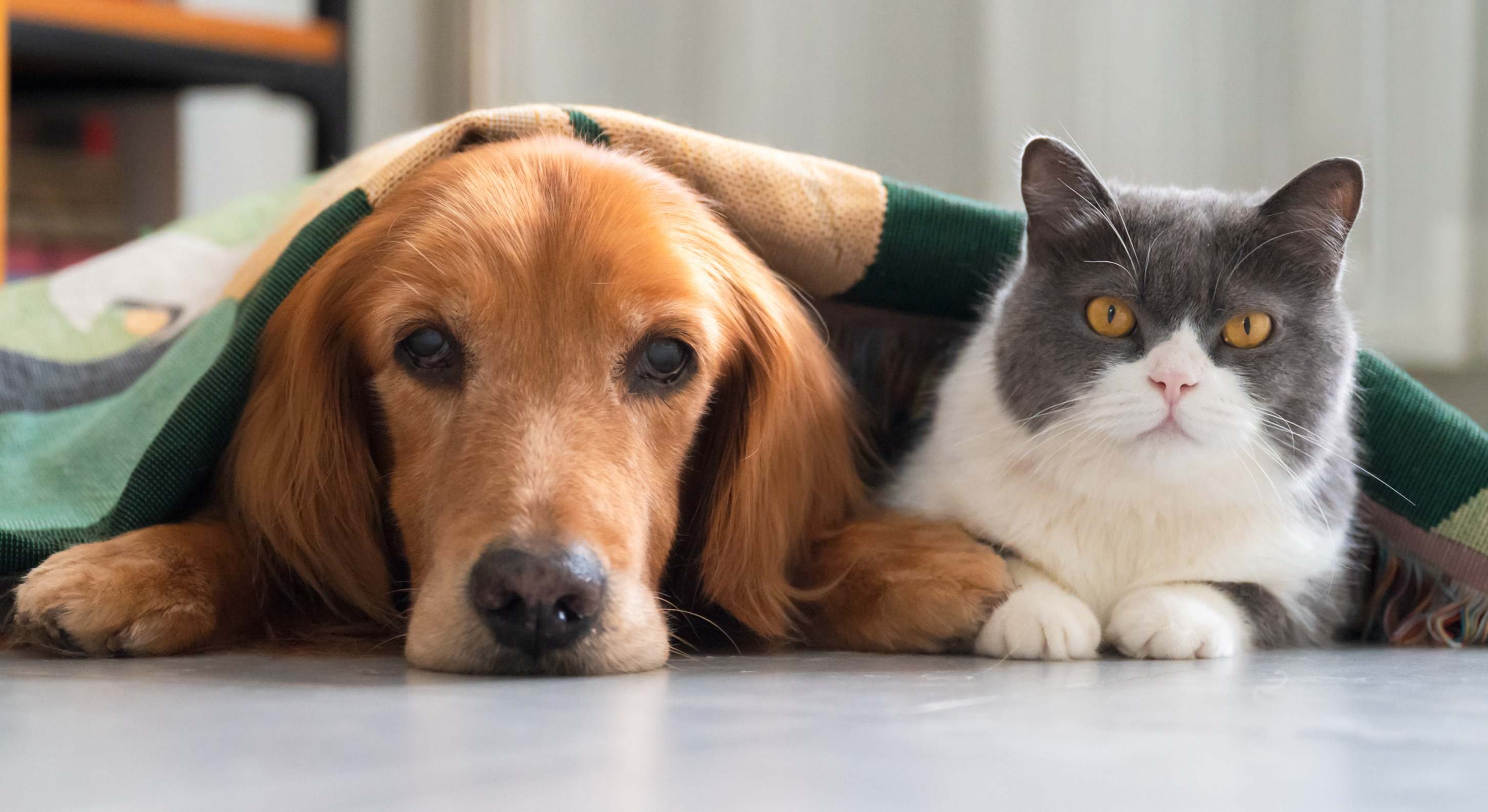 Un perro y un gato domésticos. / Foto: iStock