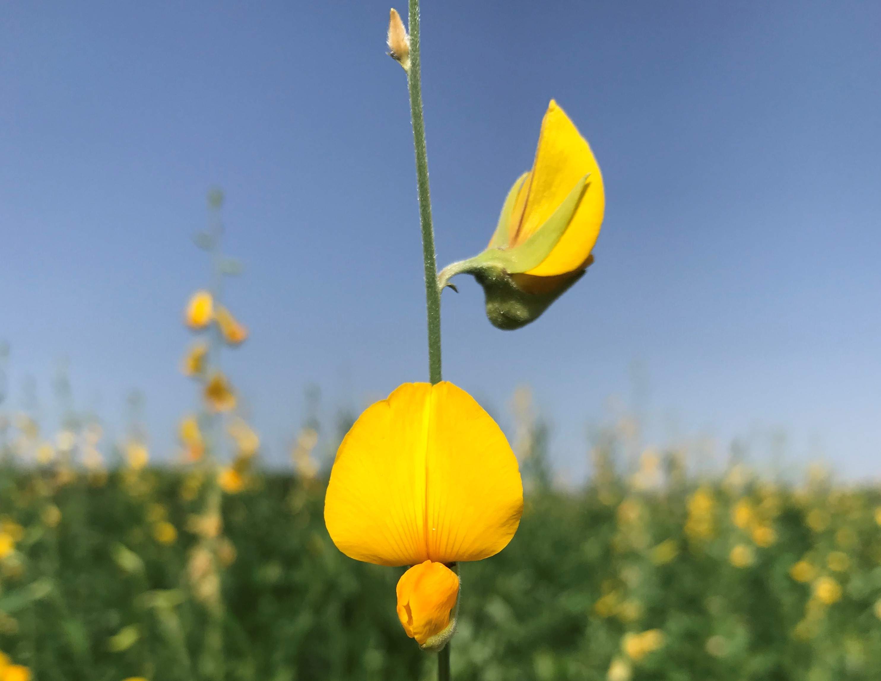 Crotalaria-Juncea1.JPG