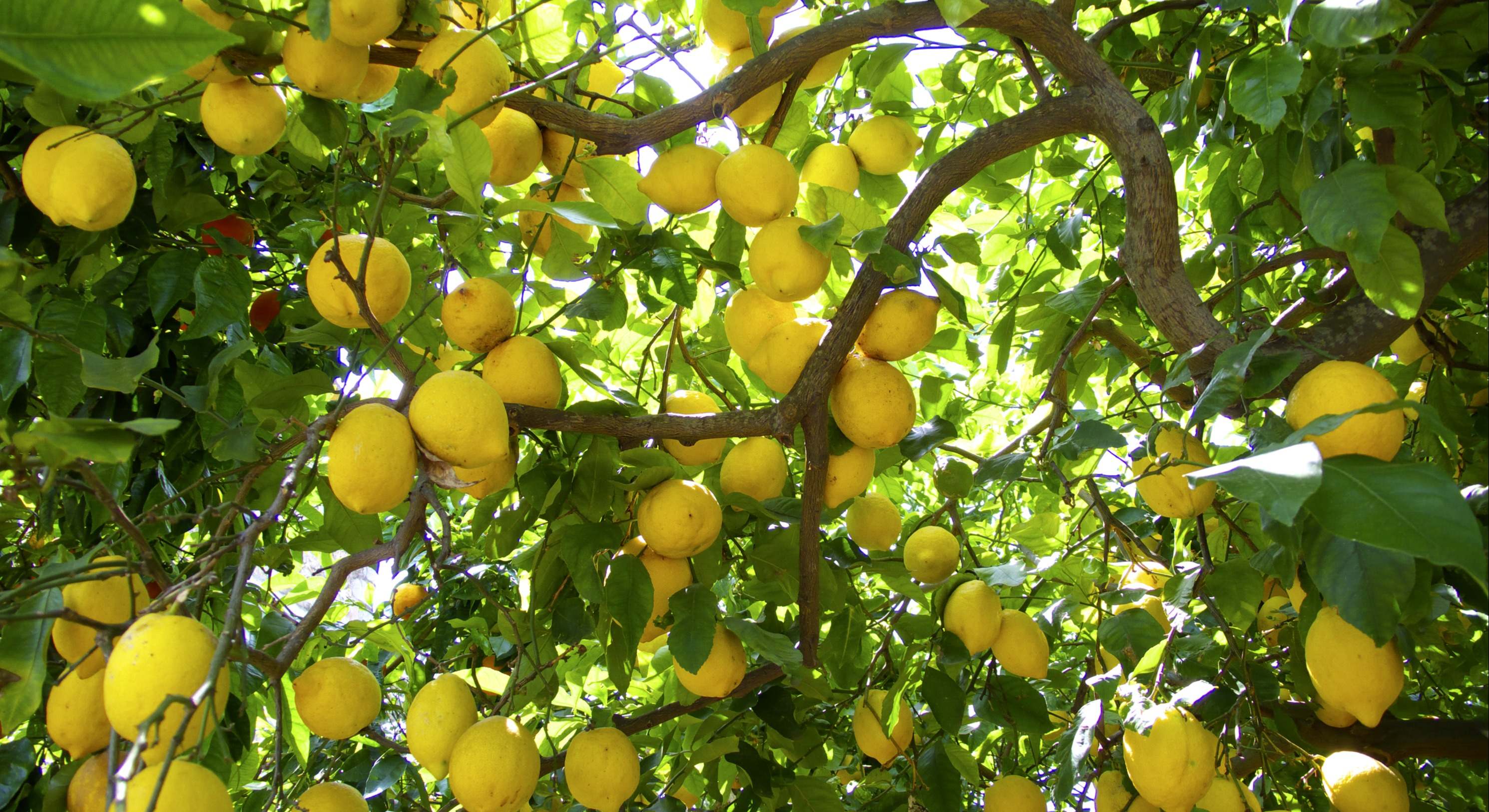 Limonero lleno de frutos en el jardín durante la primavera. / Foto: Dreamstime
