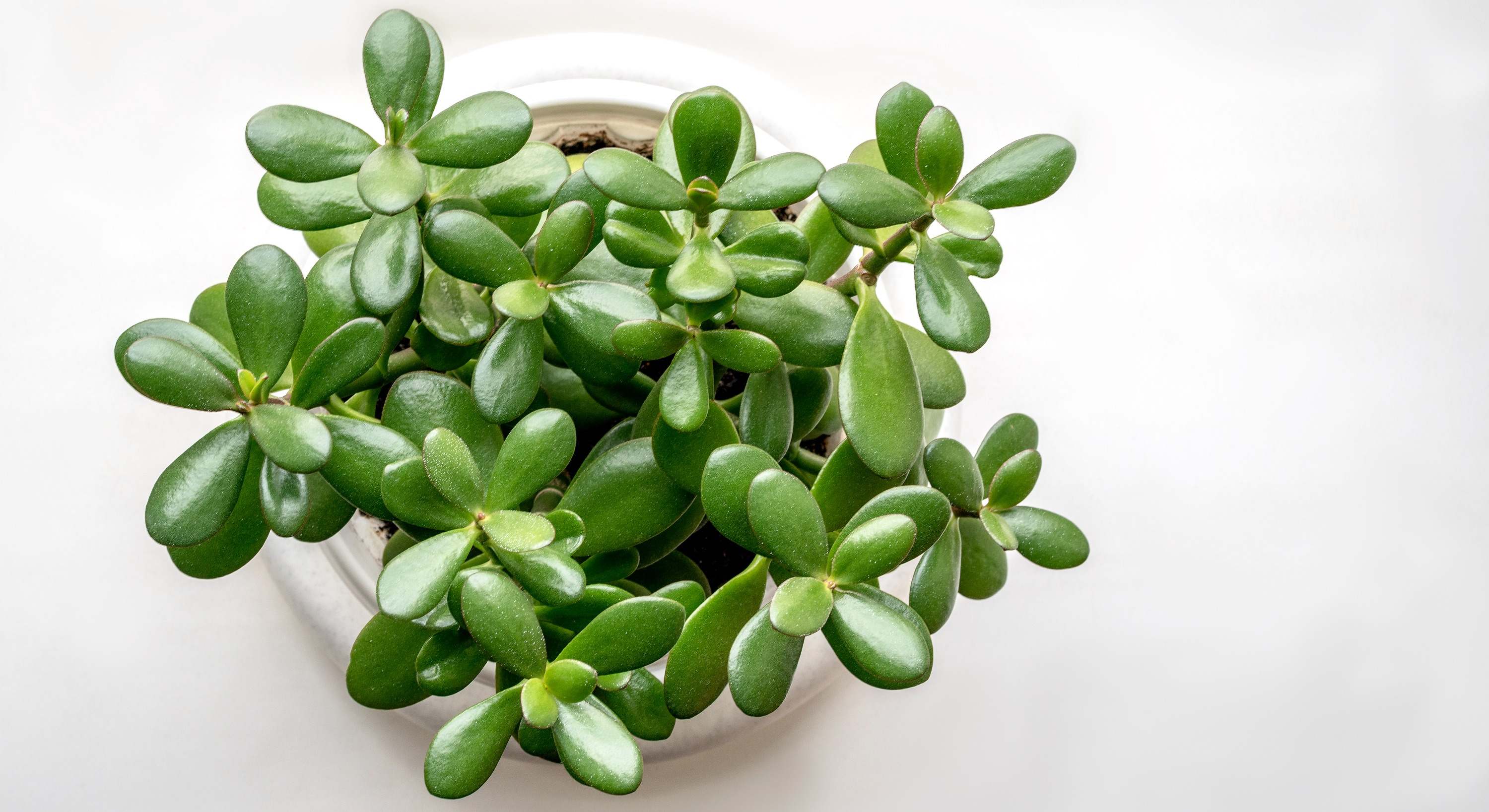Planta de jade