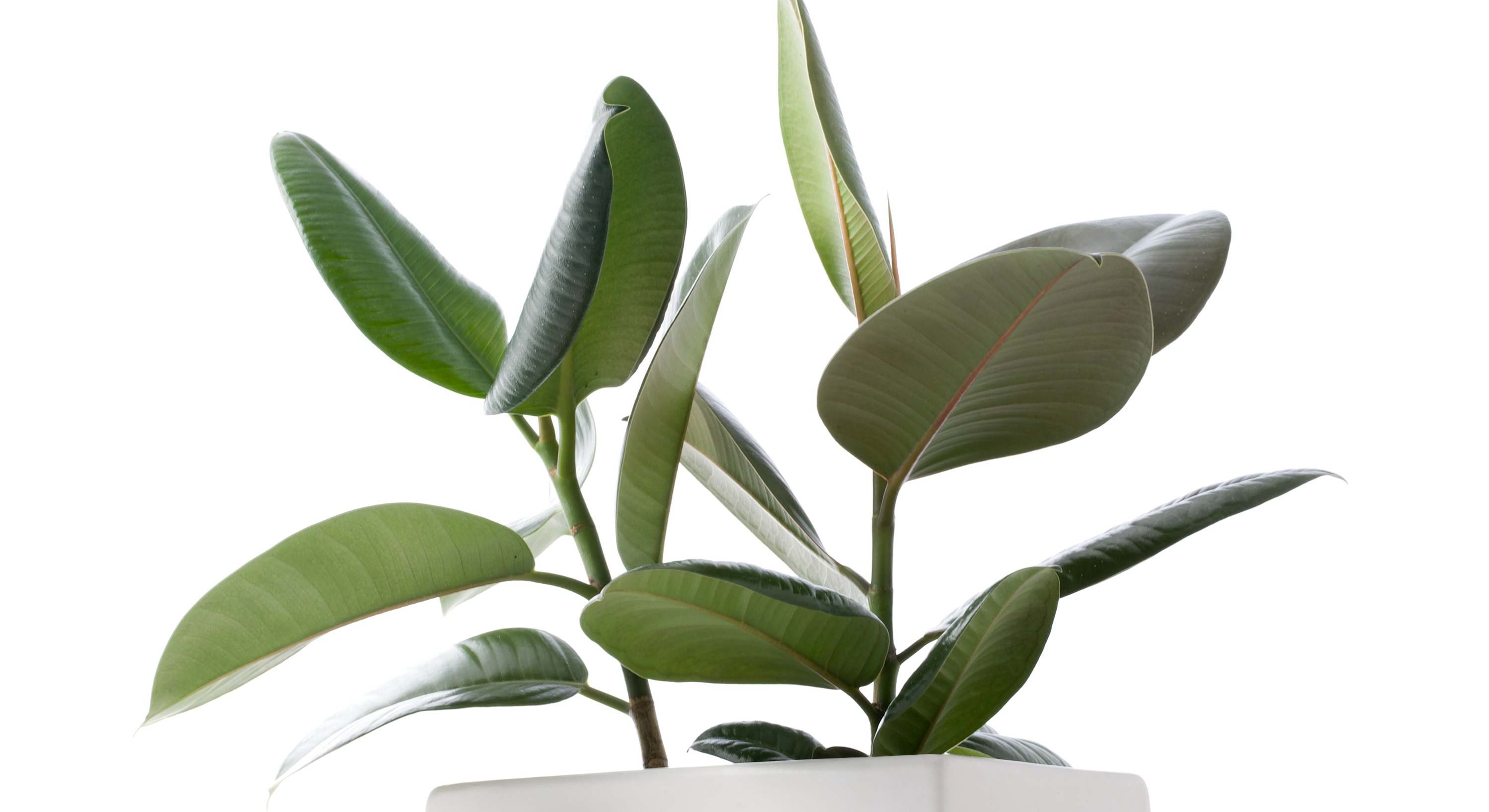 Ejemplar de planta ficus. / Foto: iStock