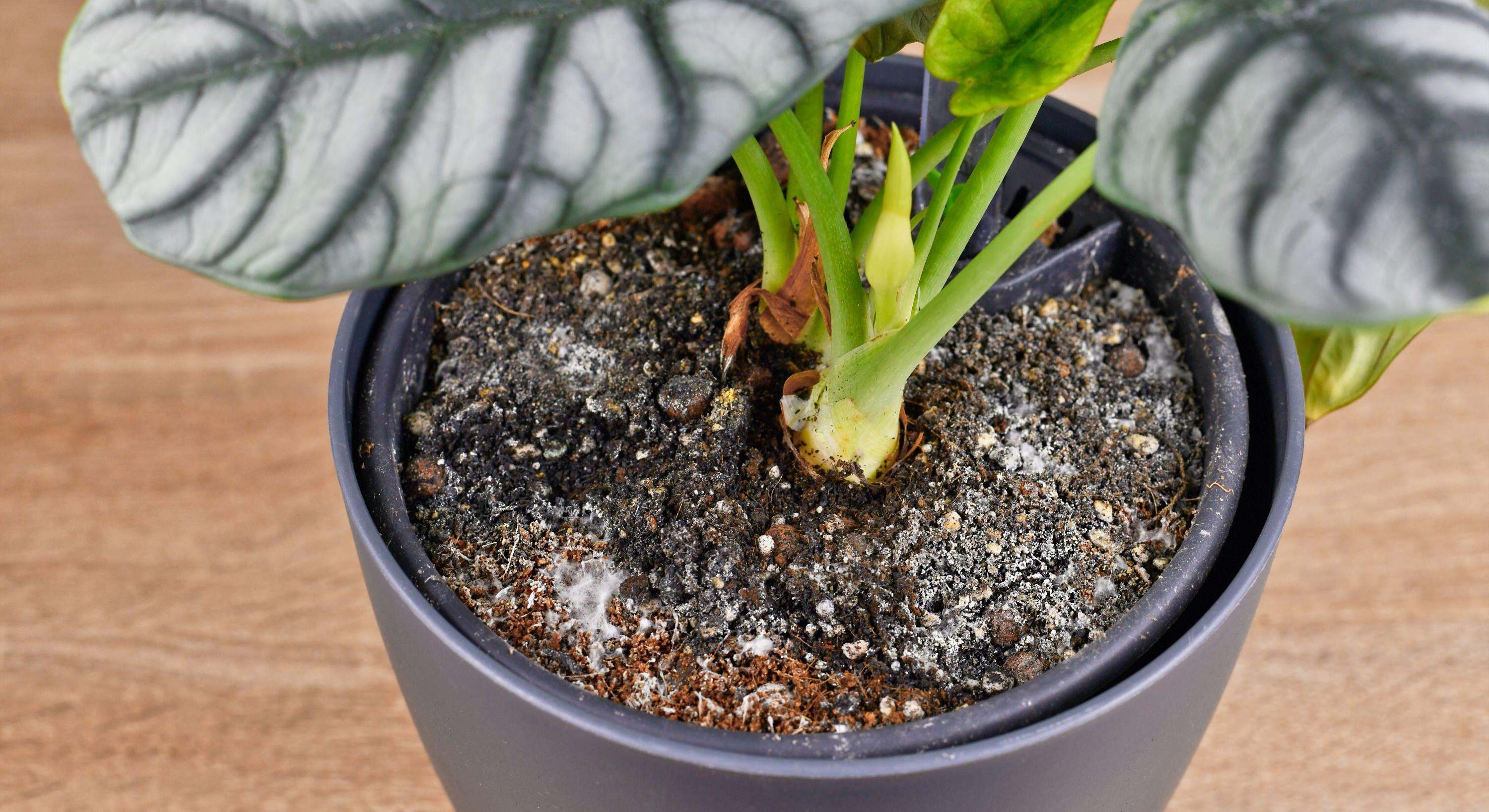 Planta con exceso de riego