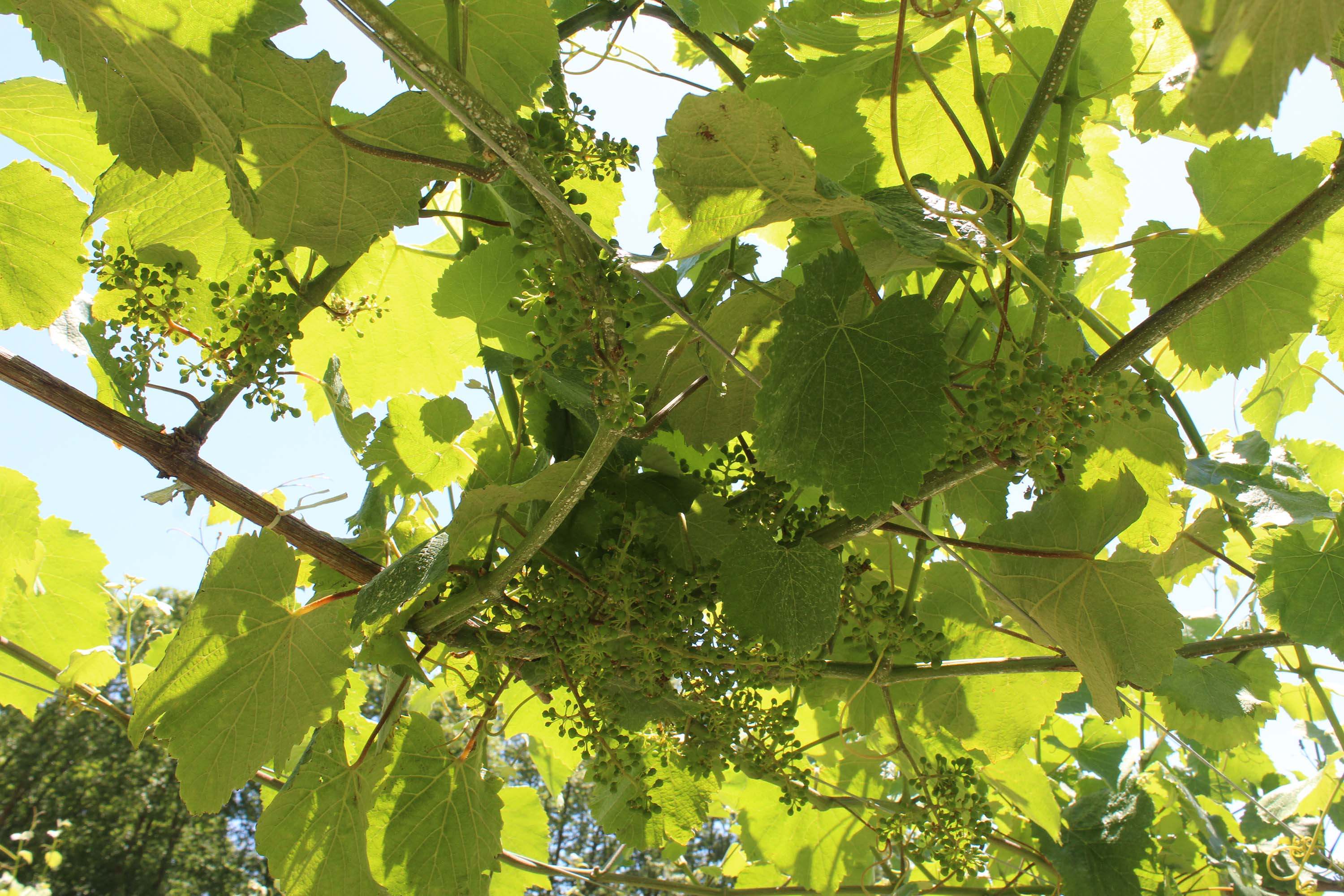 Vendimia 2024 Rías Baixas