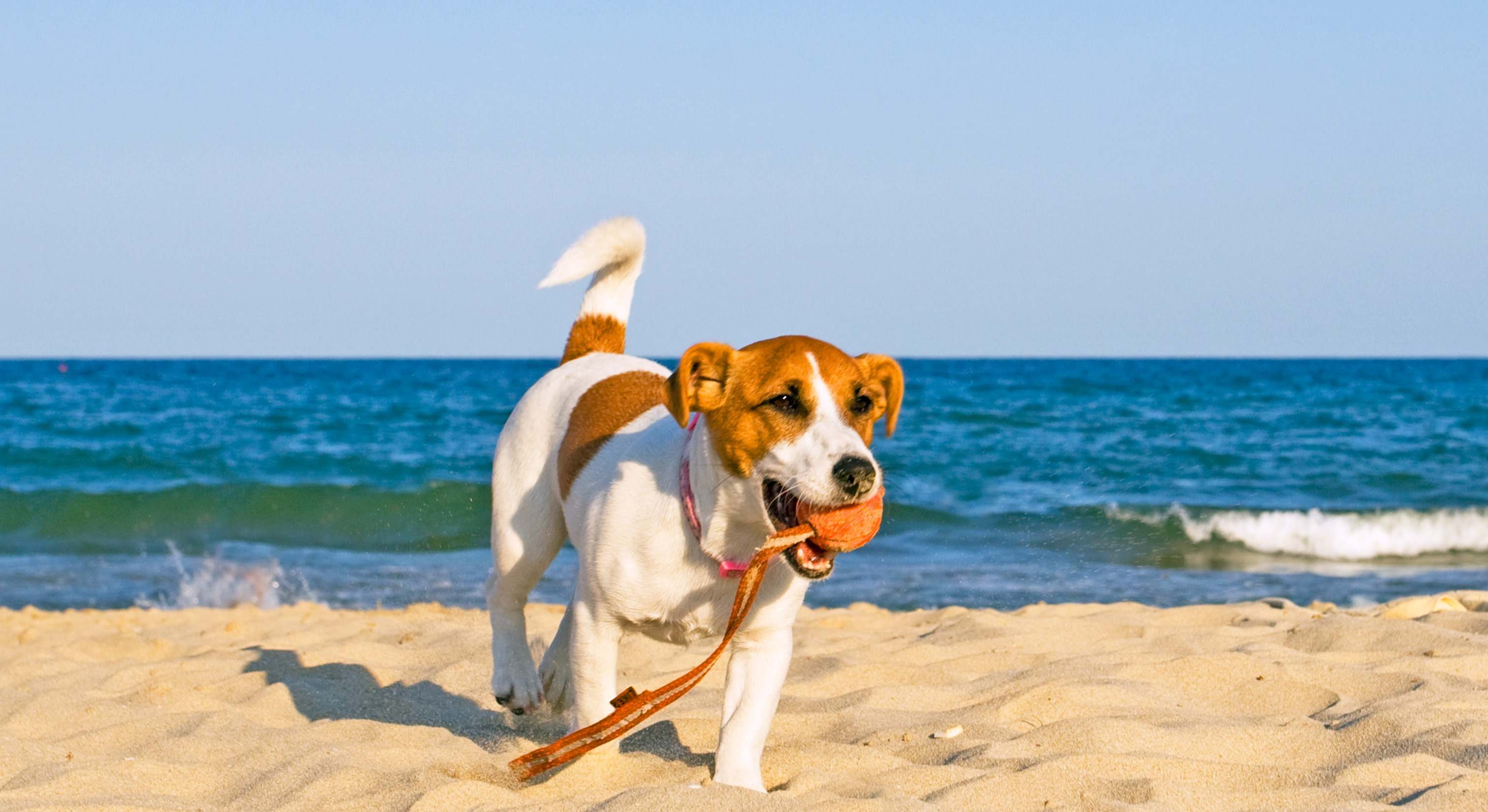 perro con pelota paseando por la playa