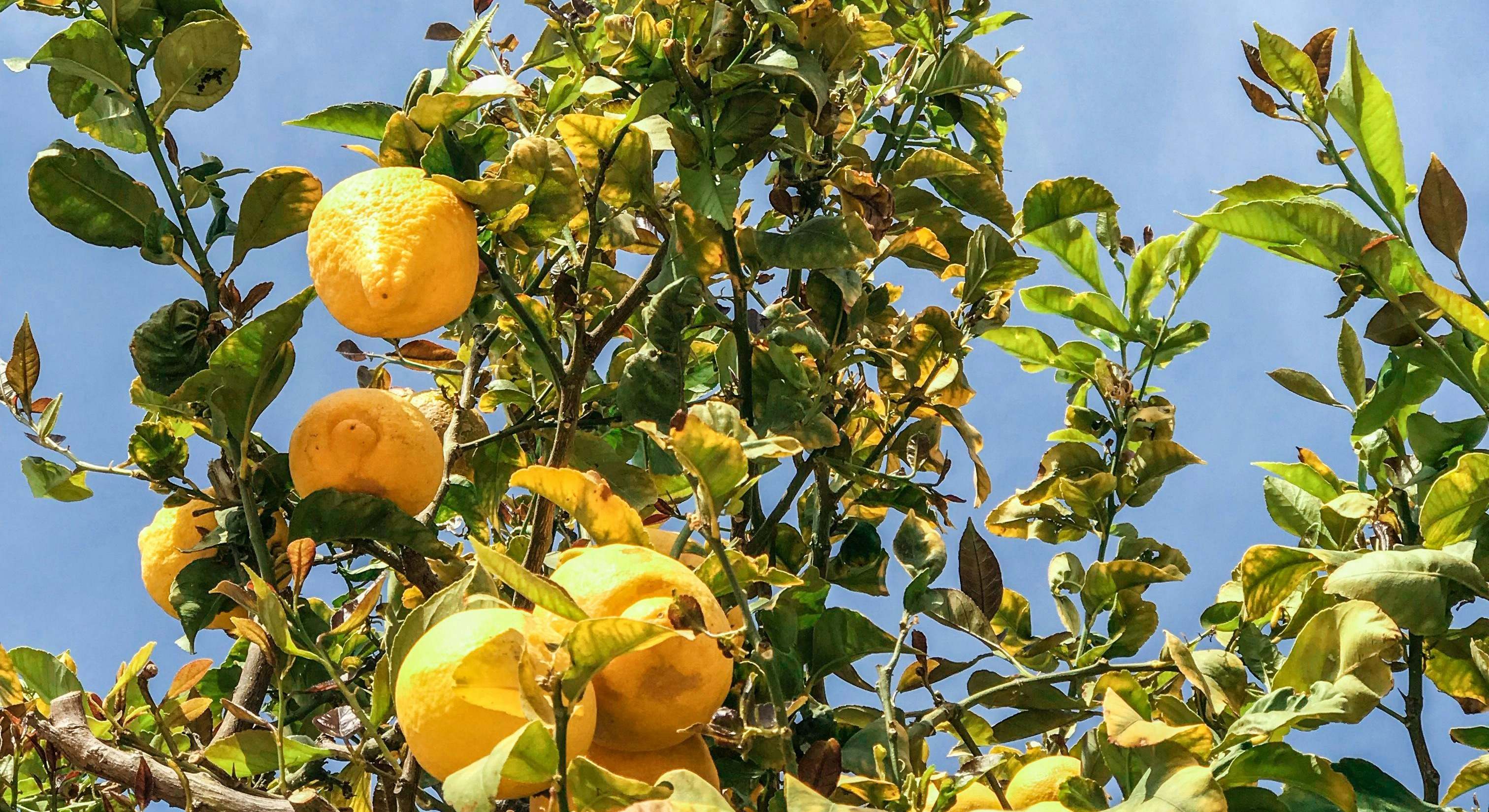 El limonero es un árbol frutal perennifolio