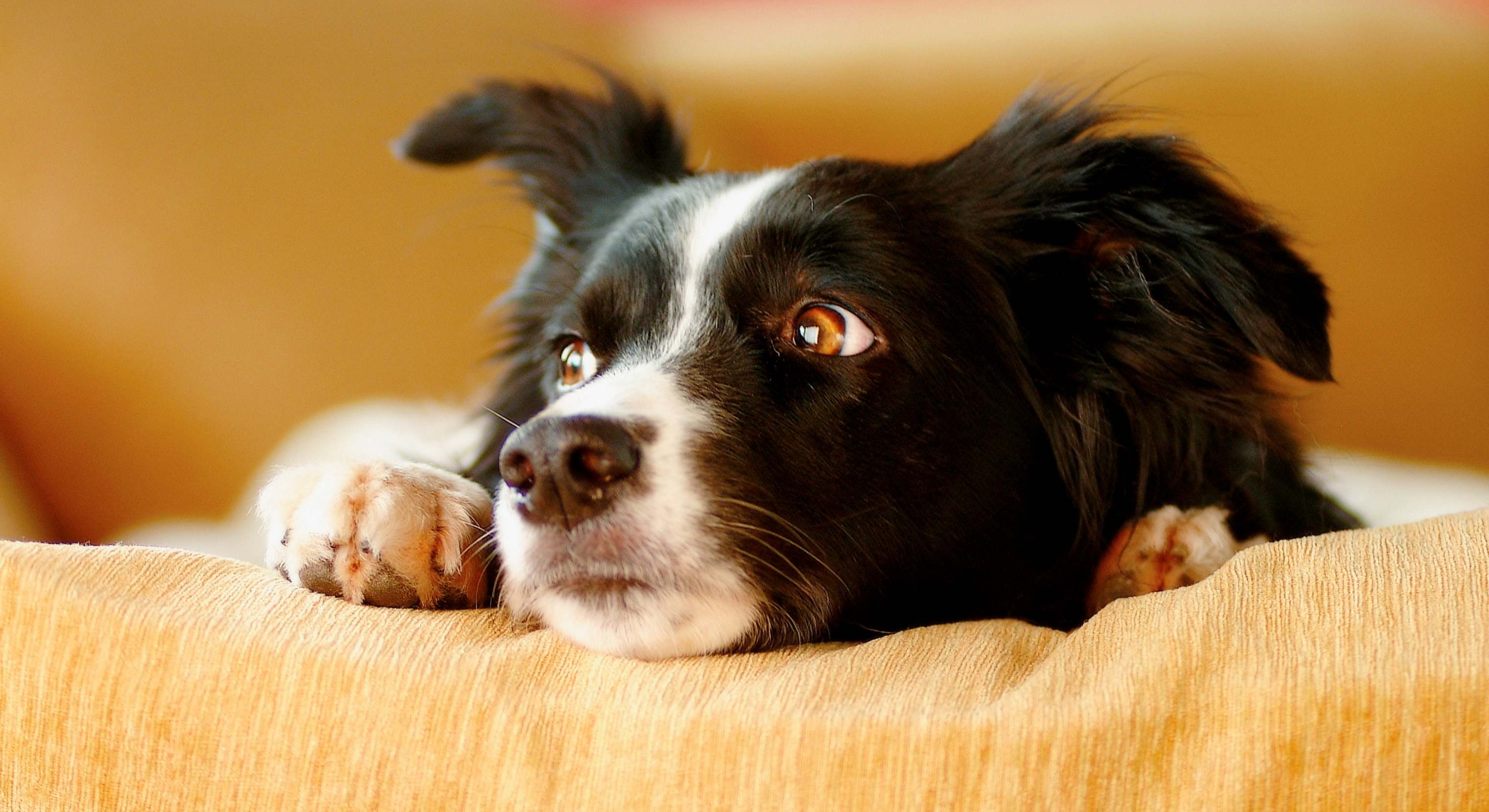 Bordie collie tumbado en el sofá