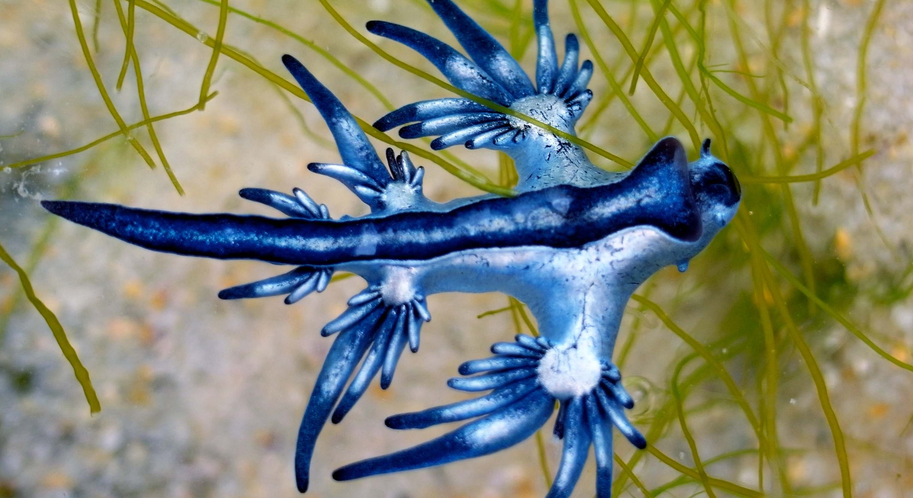 Dragón azul