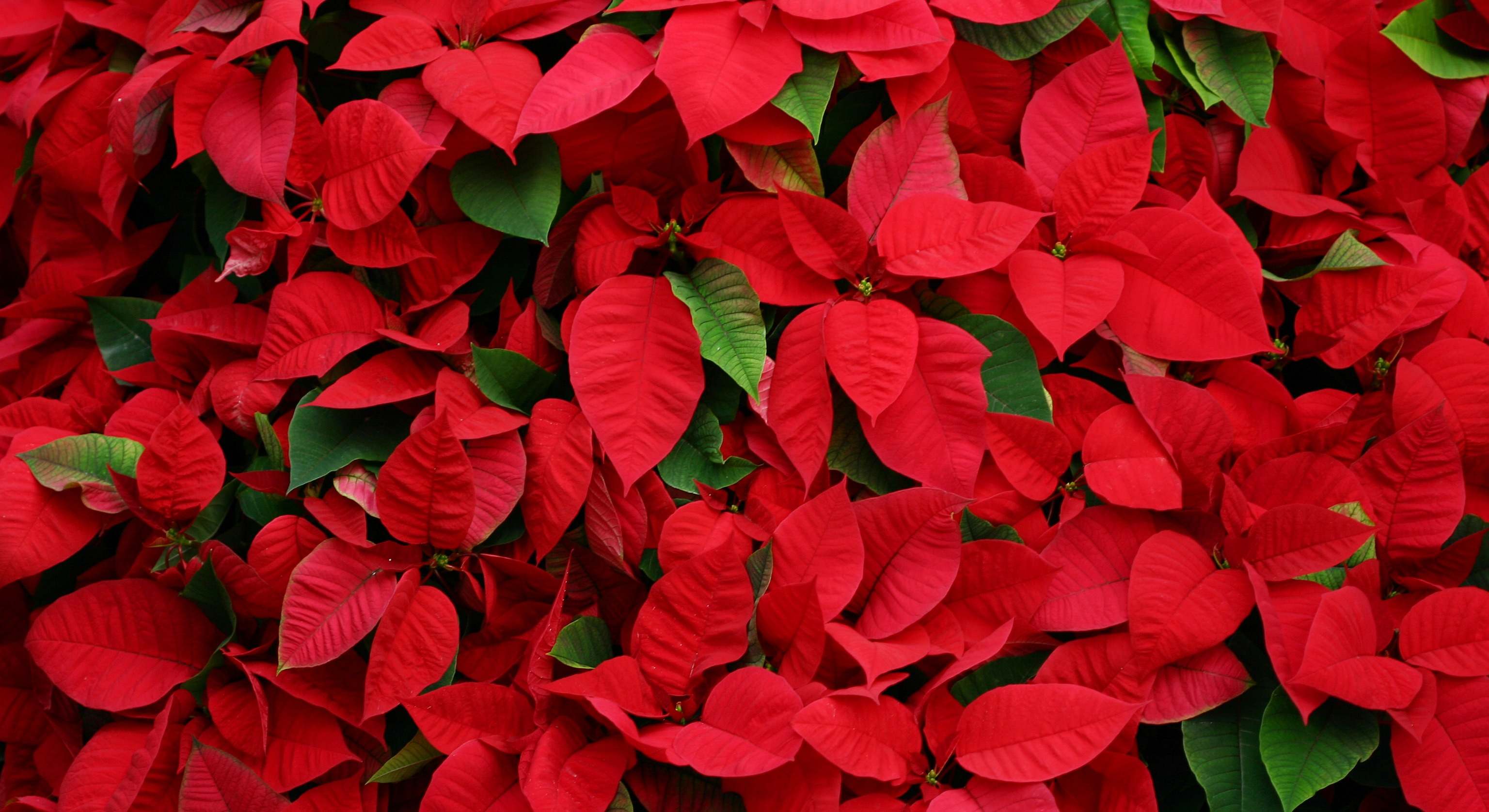 Imagen al detalle de la flor de Pascua. / Foto: iStock