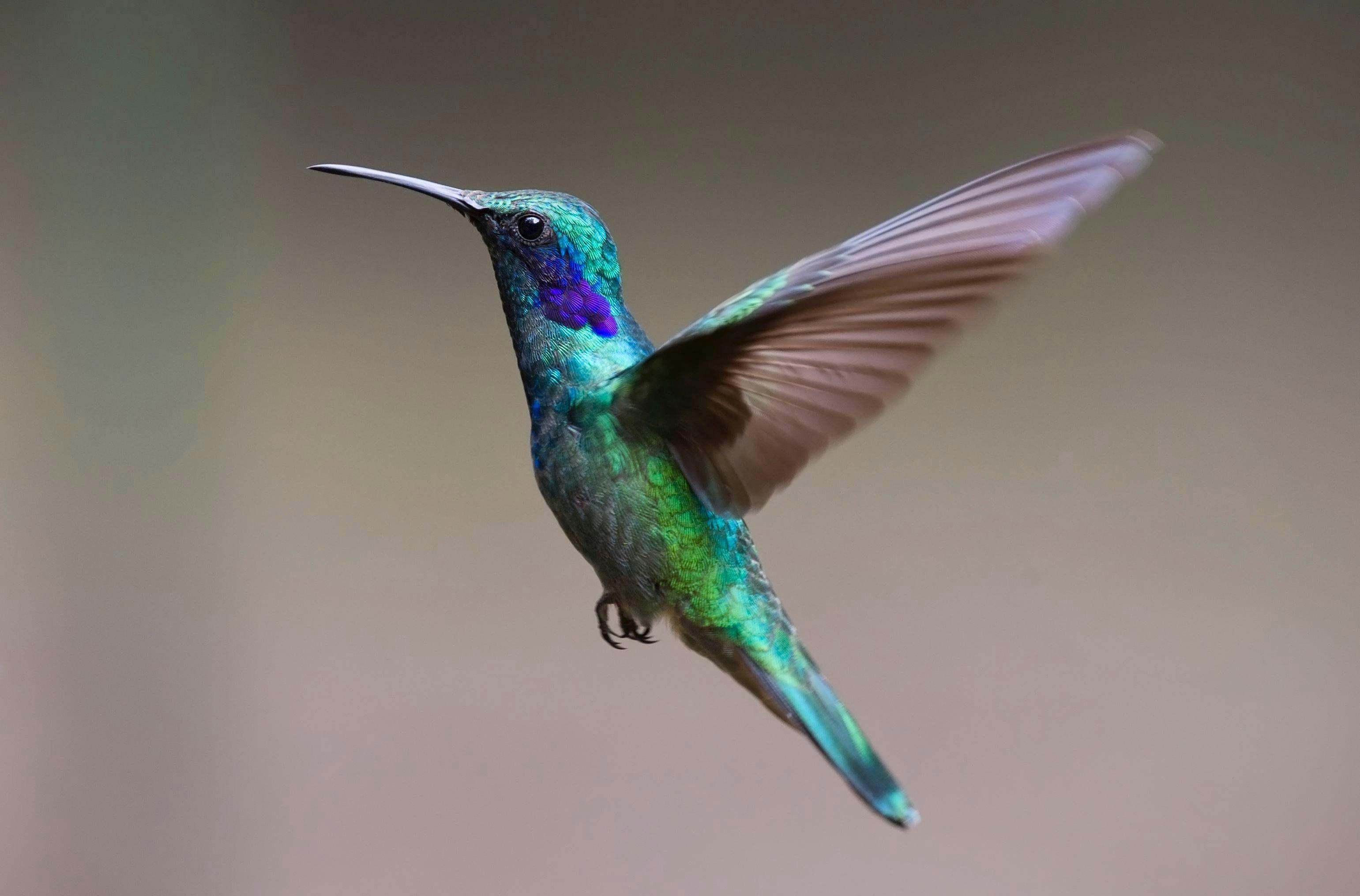 Un colibrí es un ave que pertenece al grupo familiar de los troquílidos