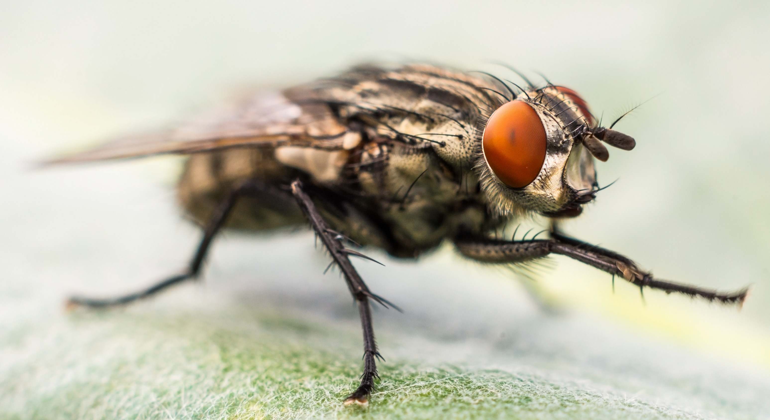 Mosca frotándose las patitas