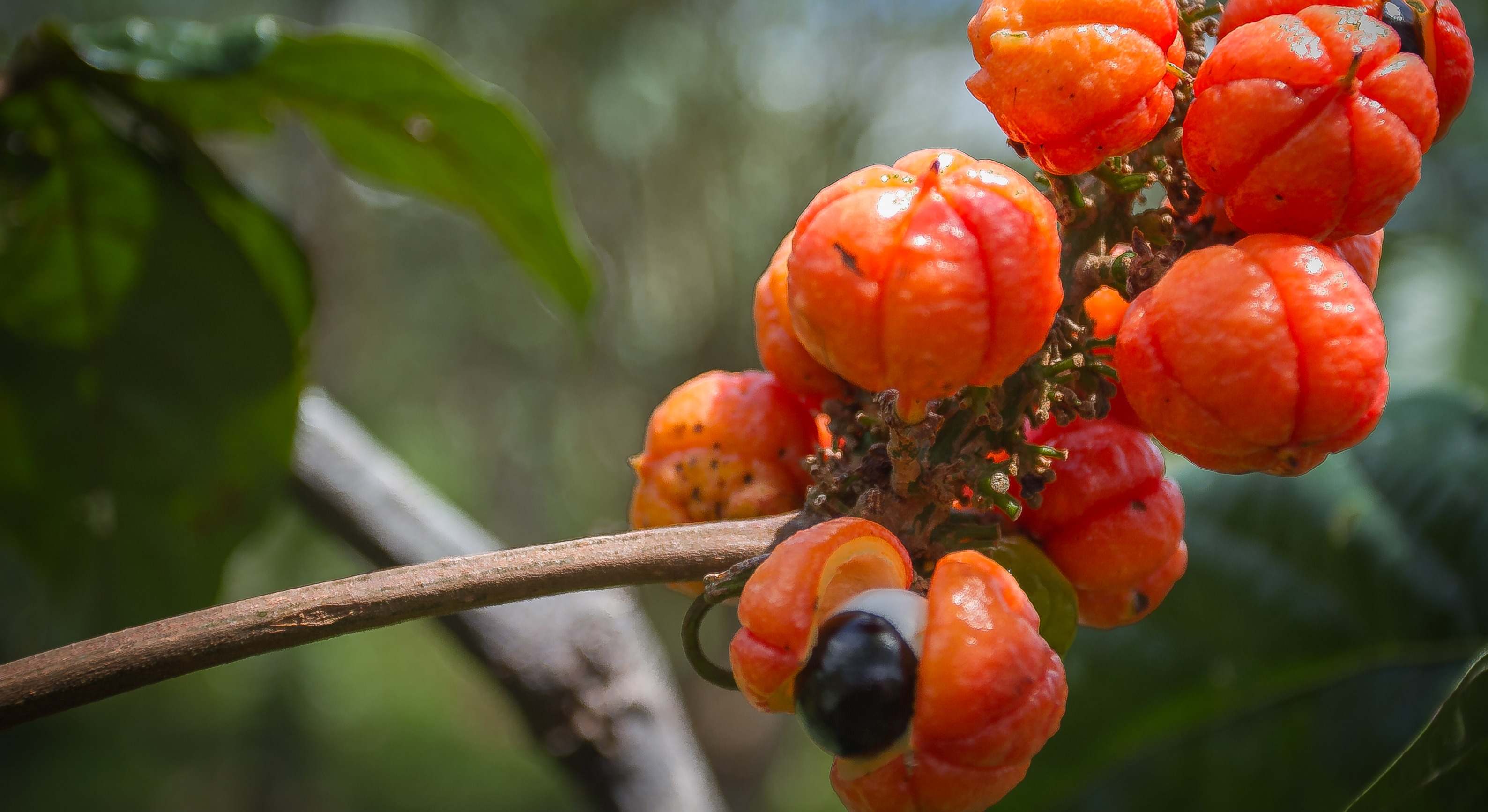 Guaraná