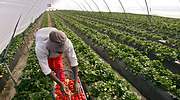 Llamamiento a los parados: el campo necesita 100.000 trabajadores para garantizar el abastecimiento alimentario