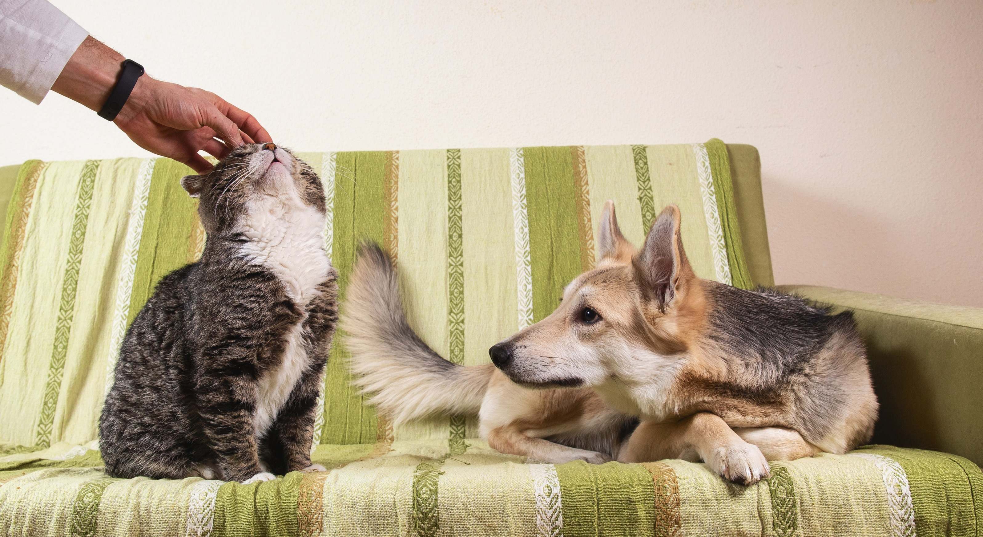 Un perro siente celos cuando el humano acaricia al gato. / Foto: iStock