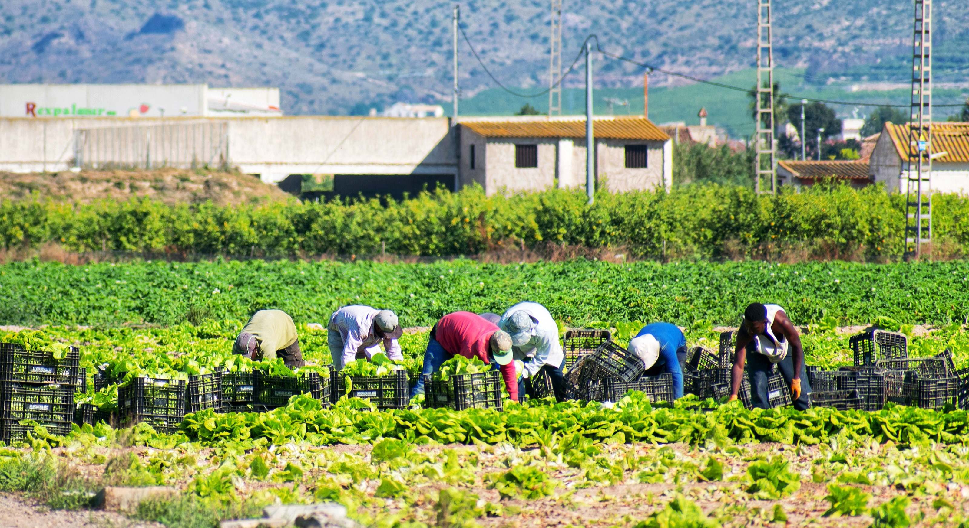 Trabajadores del campo. Foto: iStock